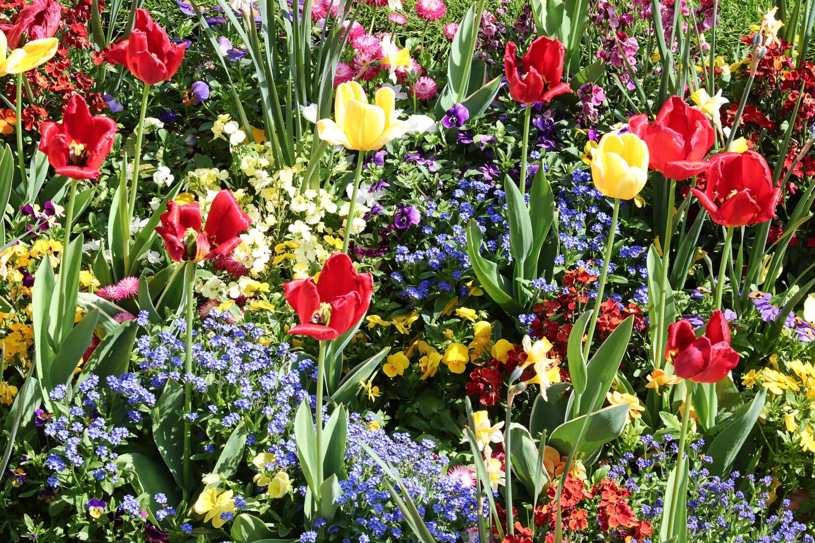 Canon EOS 200D (EOS Rebel SL2 / EOS Kiss X9) sample photo. Spring flowers, colorful, flower photography