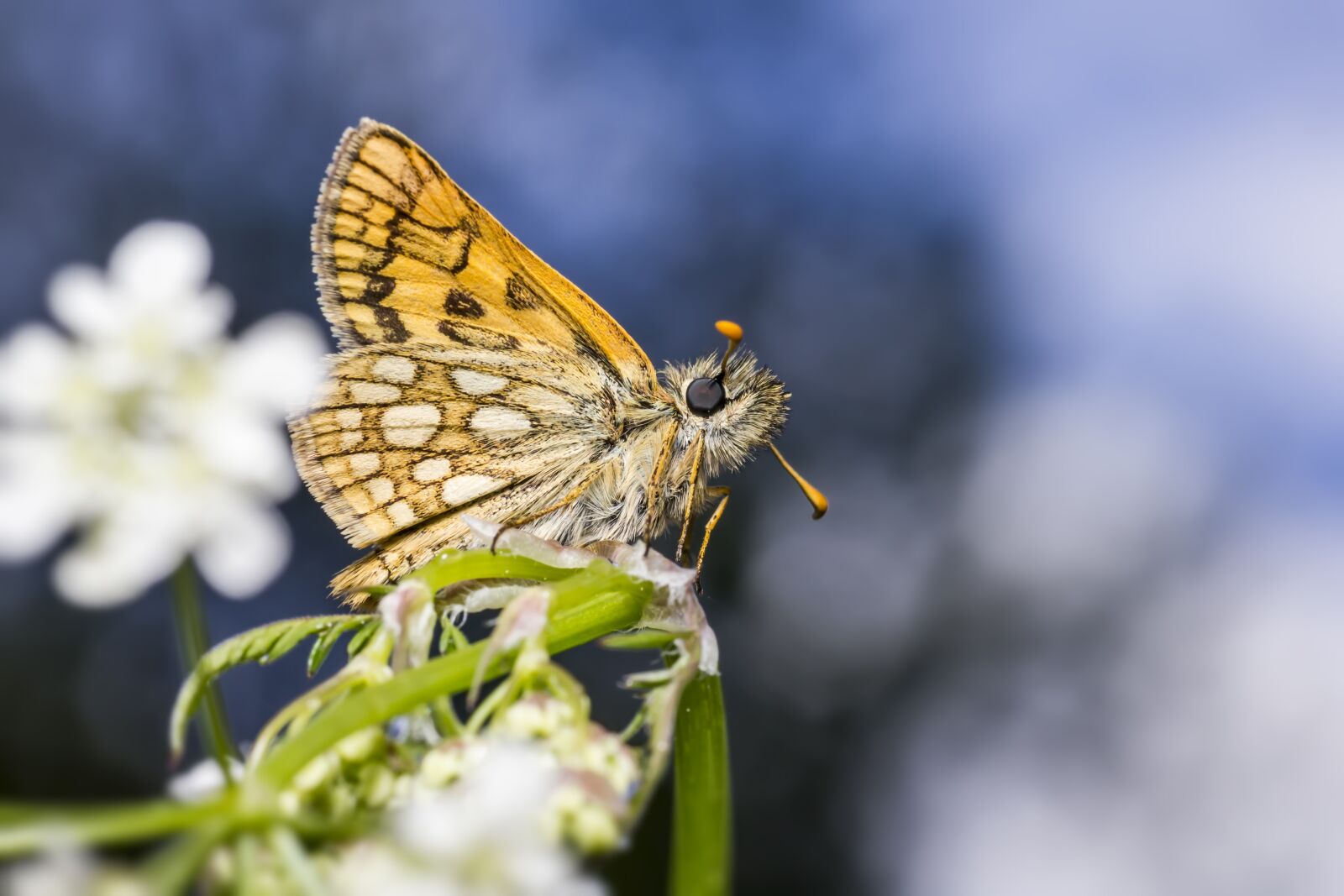 Canon EOS 550D (EOS Rebel T2i / EOS Kiss X4) sample photo. Chequered skipper, carterocephalus palaemon photography