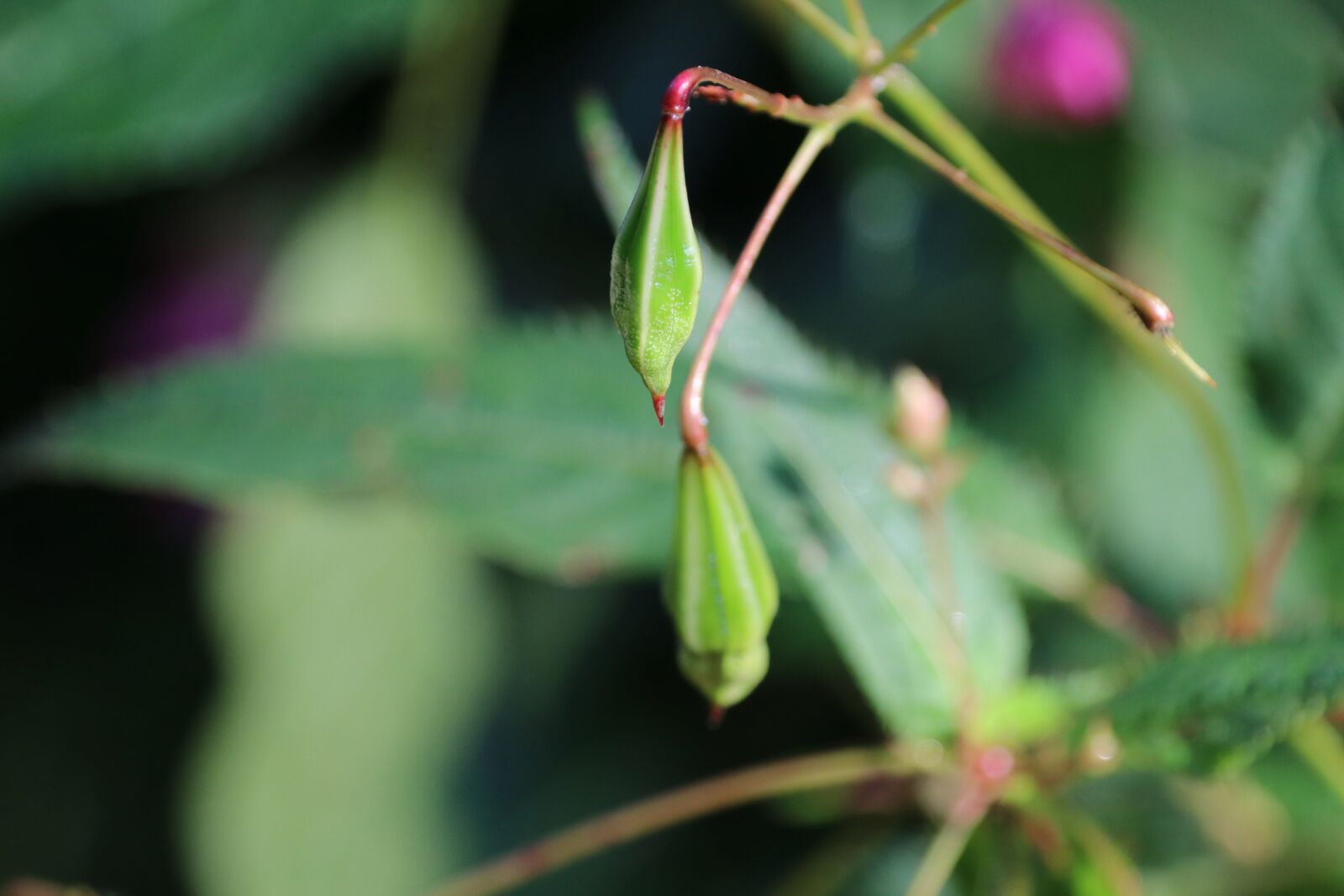 Canon EOS 80D sample photo. Plant, seeds, capsules photography