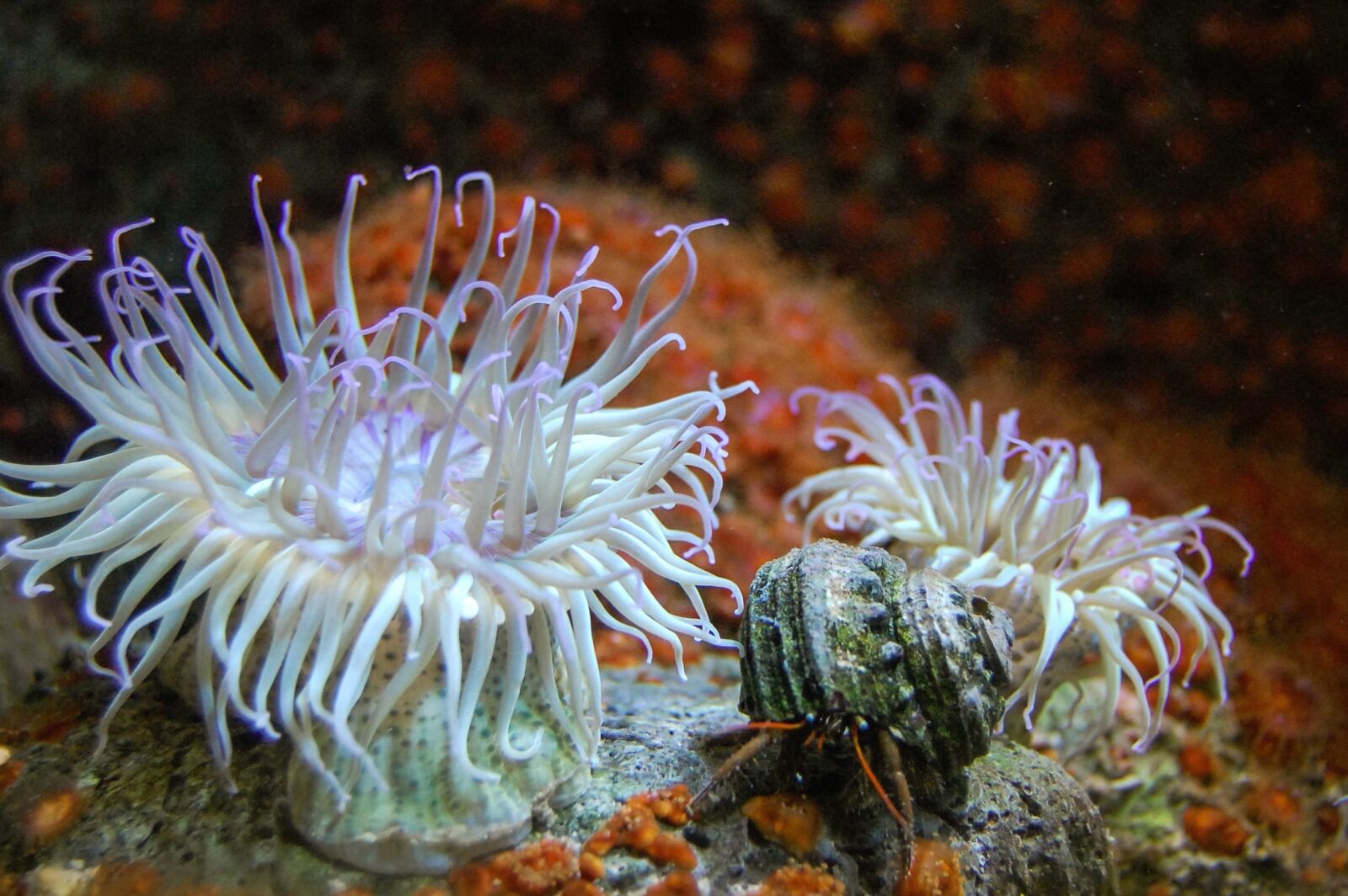 Nikon D40 sample photo. Coral, sea, water, plant photography