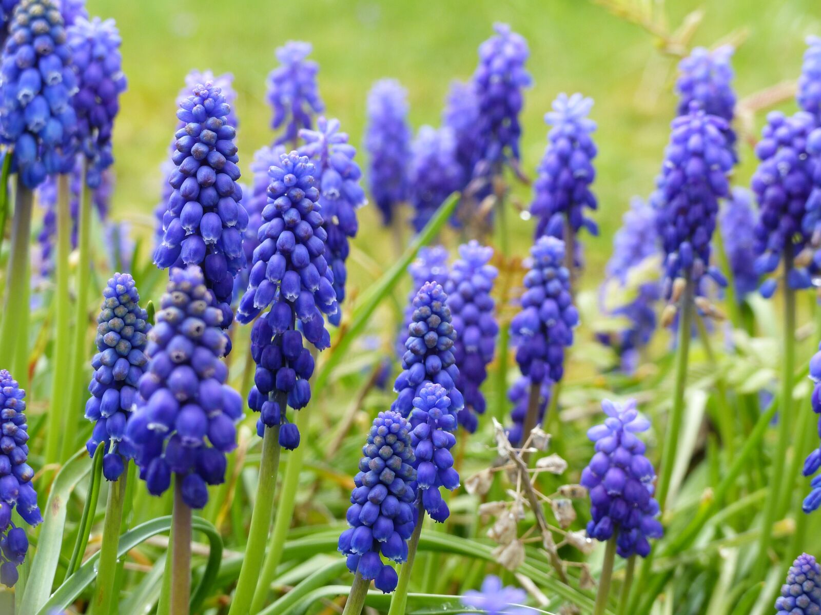 Panasonic Lumix DMC-FZ200 sample photo. Bauer floral, nature, meadow photography