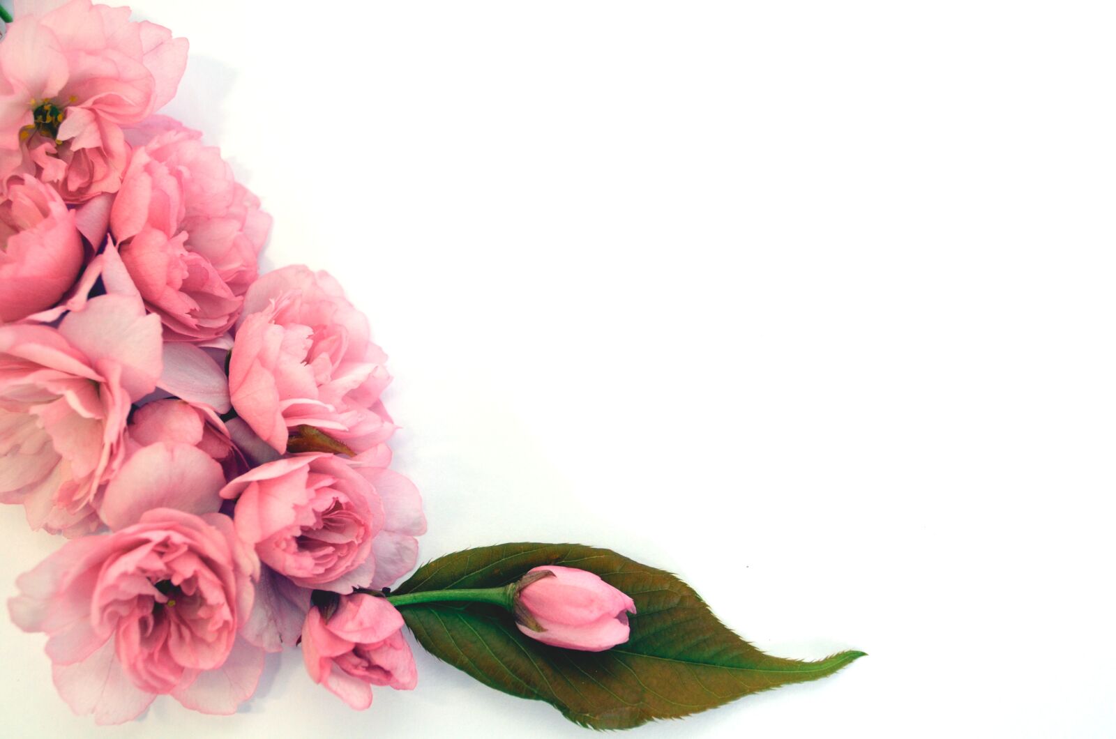 Nikon D5100 sample photo. Invitation, mother's day, wedding photography