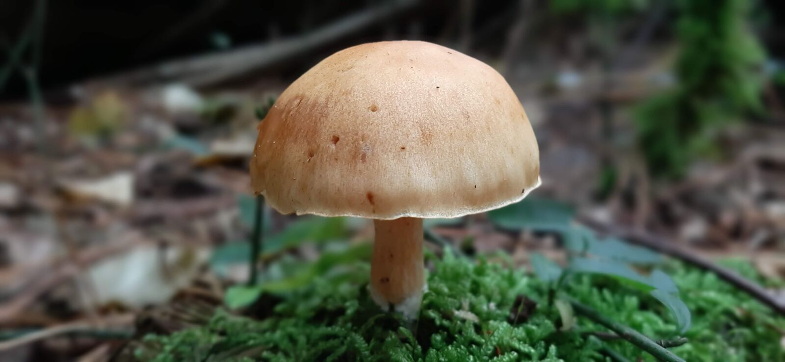 Samsung Galaxy A50 sample photo. Mushroom, autumn, forest photography