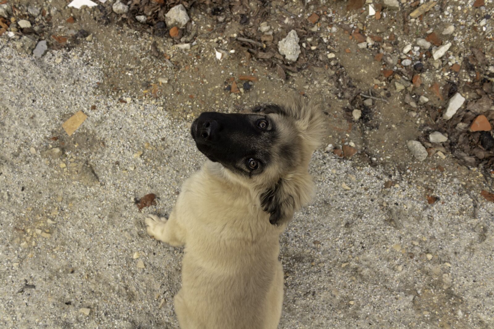 Canon EOS 1300D (EOS Rebel T6 / EOS Kiss X80) sample photo. Shepherd dog, dog, pets photography