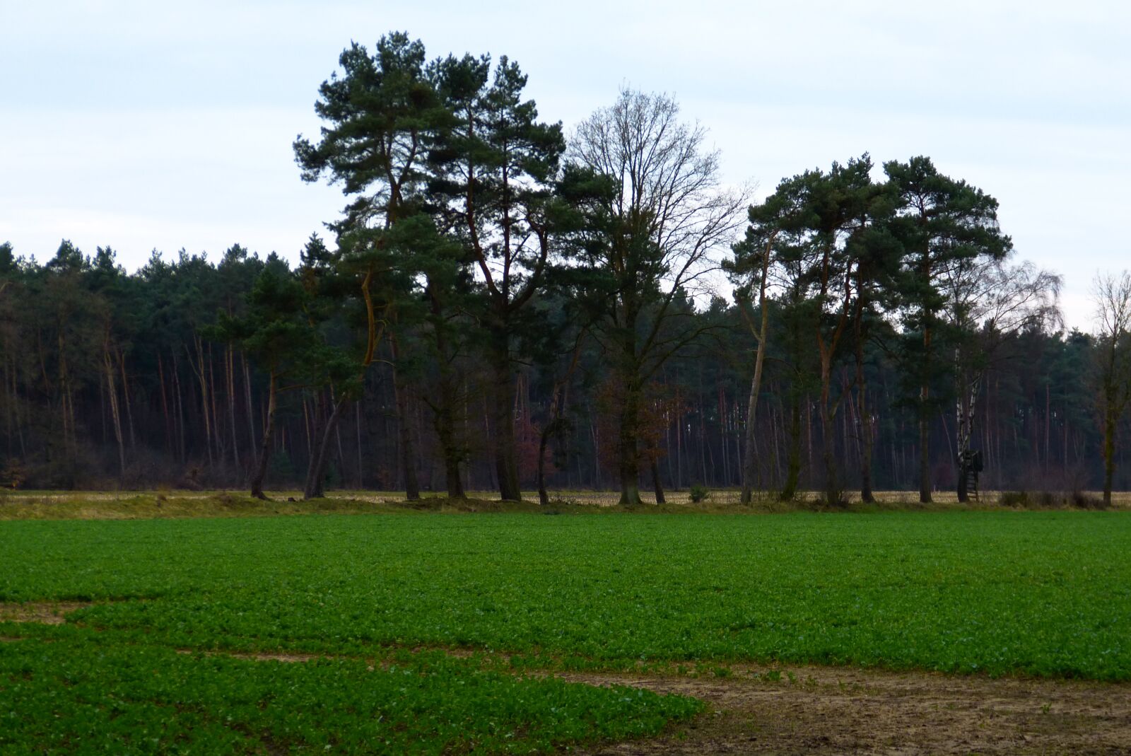 Panasonic Lumix DMC-FZ150 sample photo. Field, trees, landscape photography