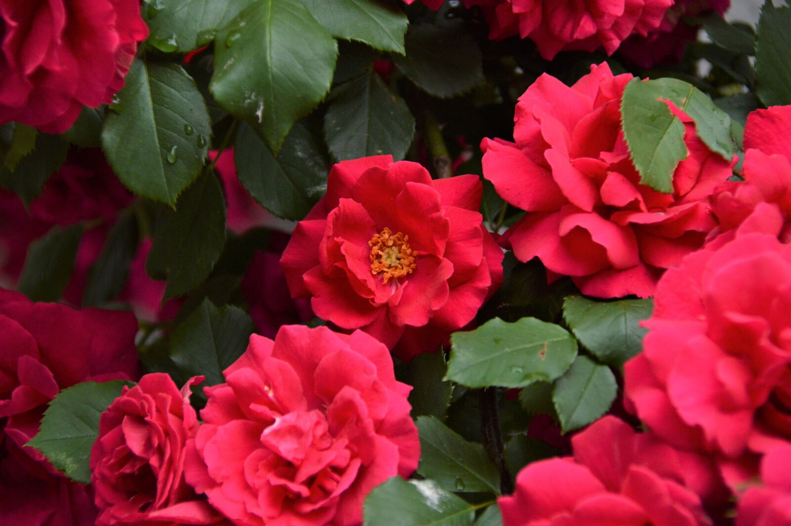 Nikon D3200 sample photo. Rose, flowers, nature photography