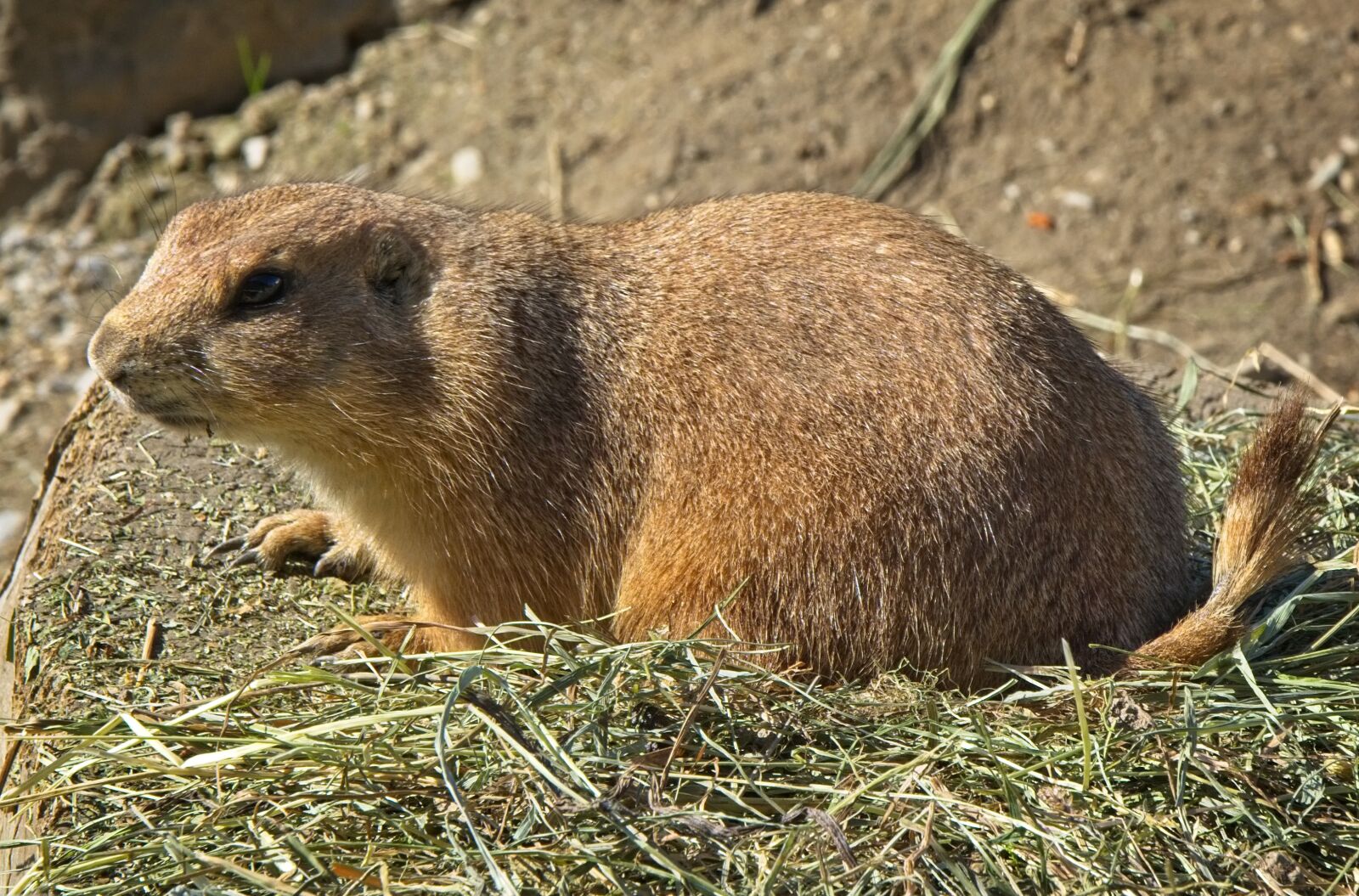 Nikon D7100 sample photo. Alpine marmot, marmot, gophers photography