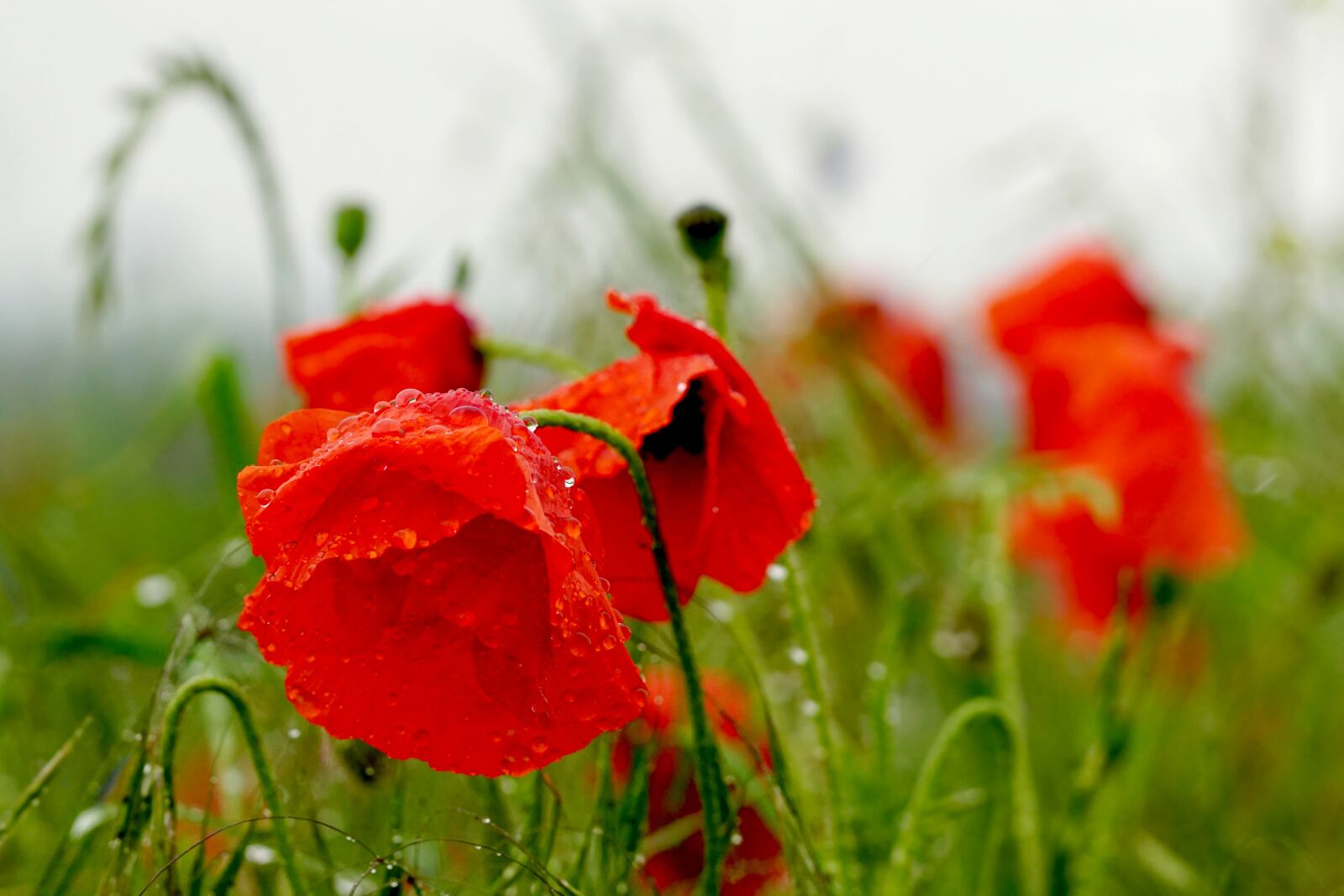 Sony a6000 + Sony FE 90mm F2.8 Macro G OSS sample photo. Poppies, rain, nature photography