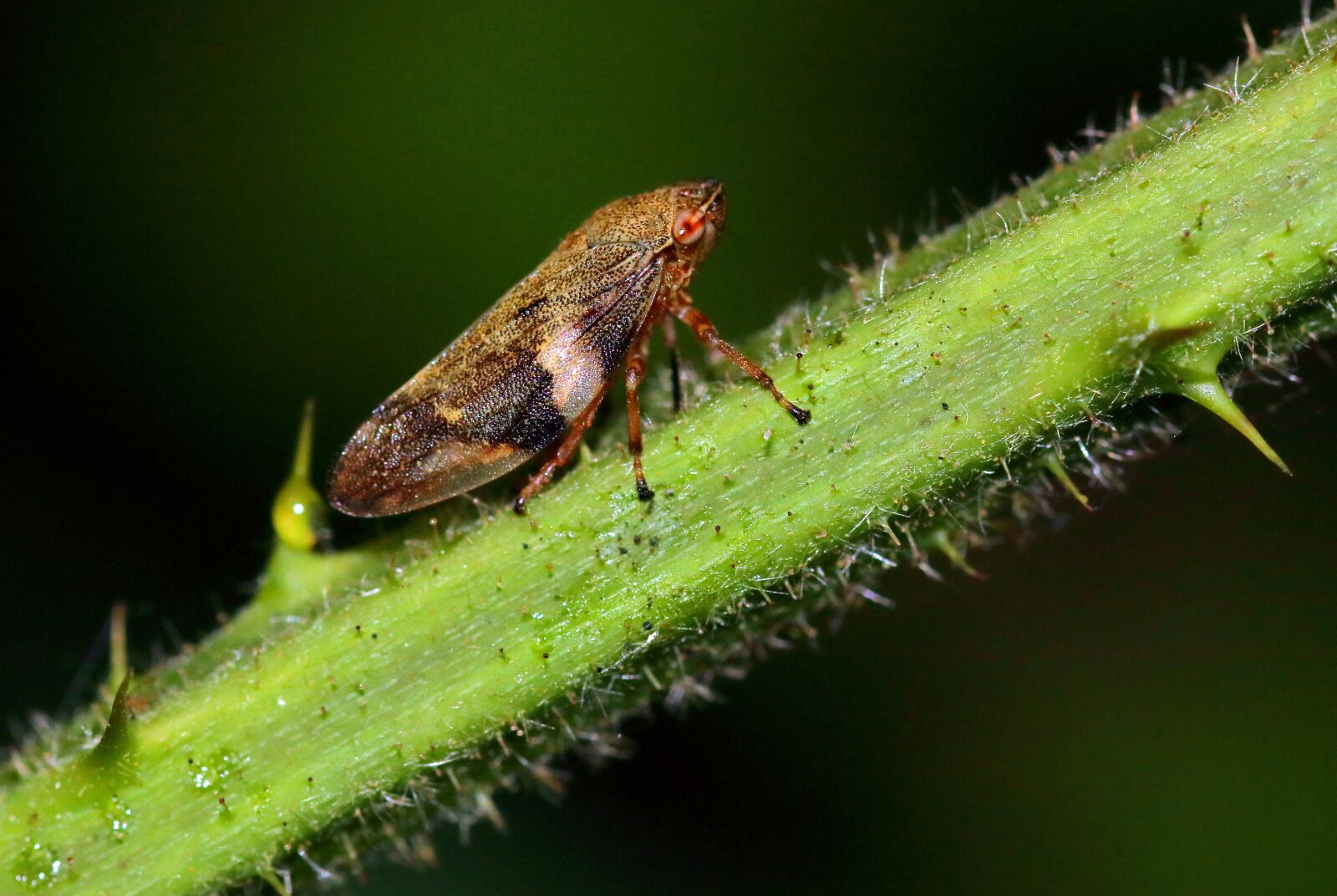 Canon EOS 80D sample photo. Froghopper, macro, insect photography