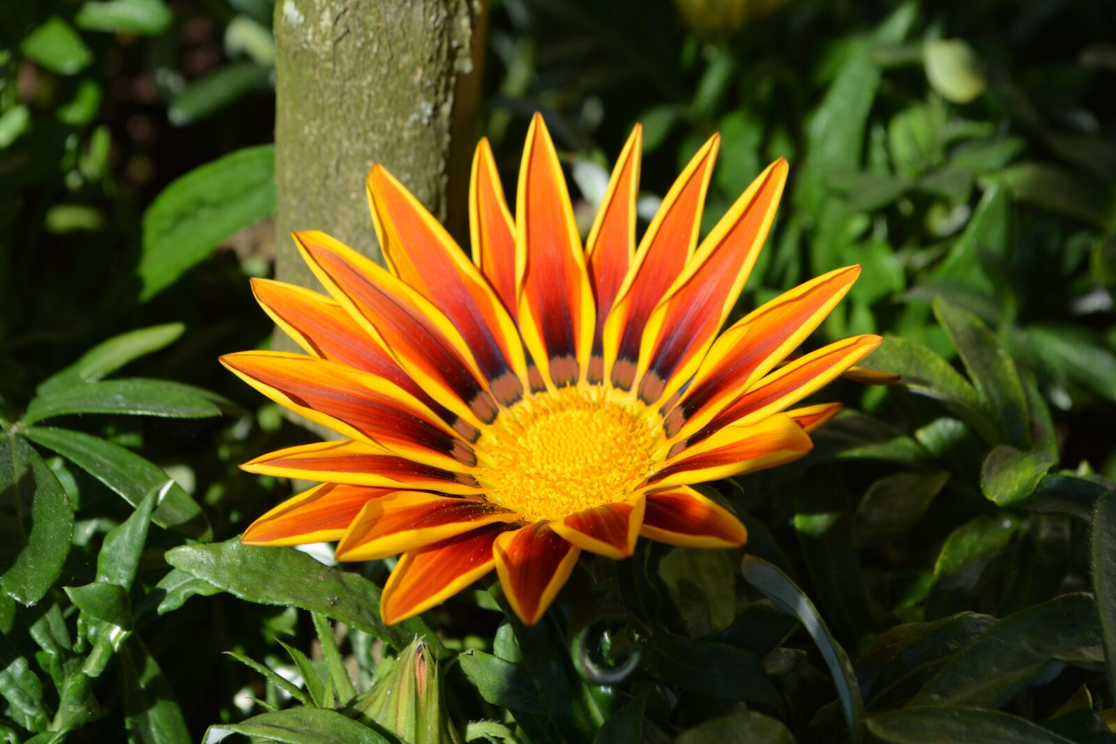 Nikon D5200 sample photo. Flower, blossom, bloom photography