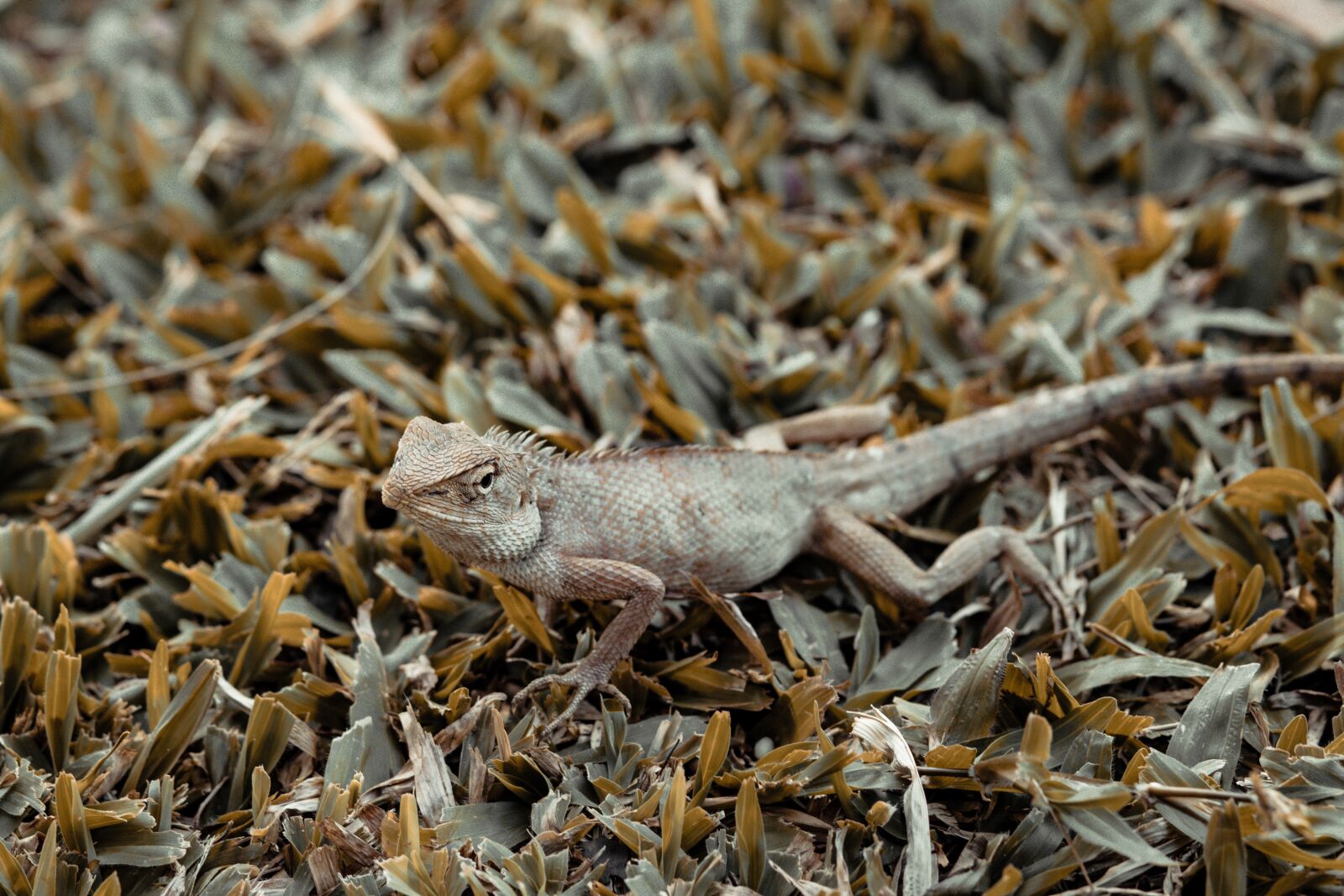 Canon EOS 80D + Canon EF 85mm F1.8 USM sample photo. Iguana, animal, top photography