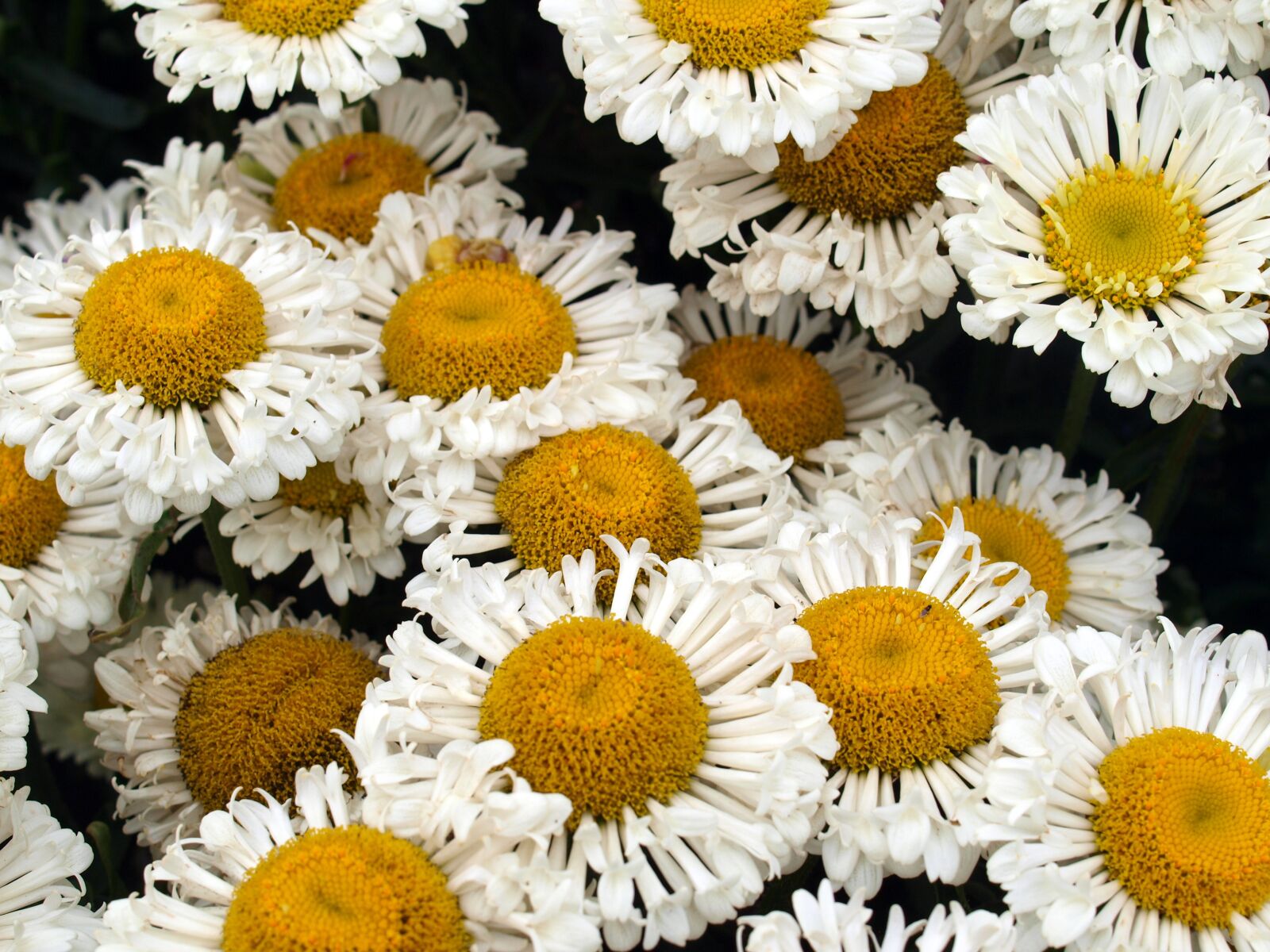 Olympus E-520 (EVOLT E-520) sample photo. Daisies, flowers, blooms photography