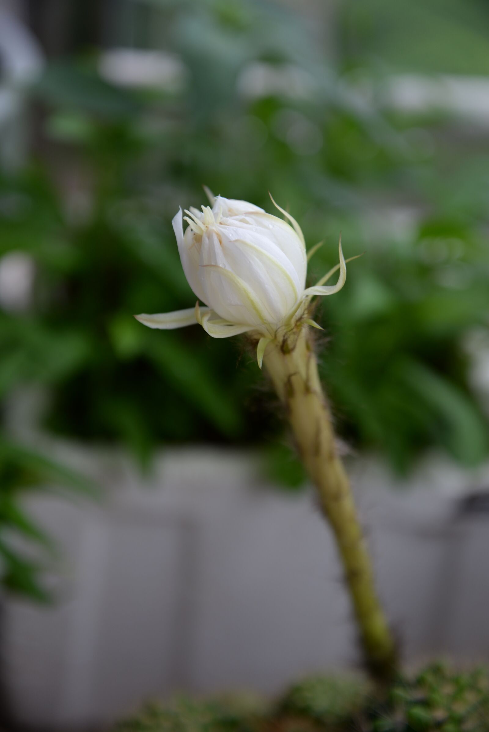 Nikon D610 sample photo. Plant, flower, prickly pear photography