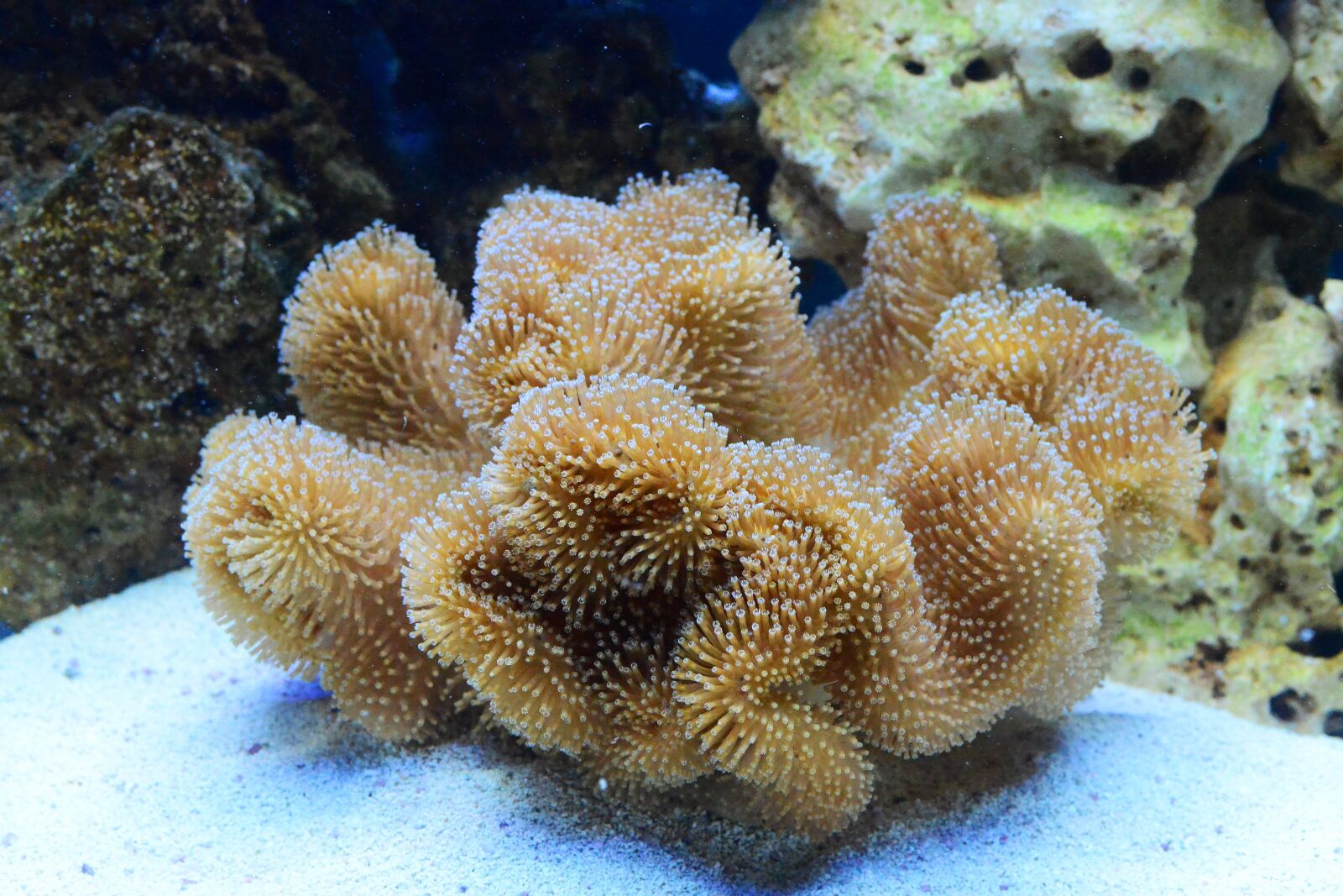 Nikon D800 sample photo. Marine tank, toadstool, coral photography