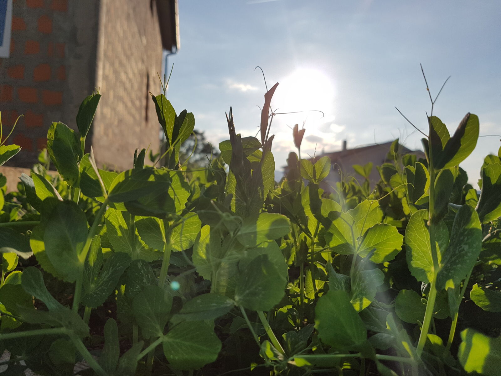 Samsung Galaxy S7 Edge sample photo. Hello, mothernature, nature, nature photography