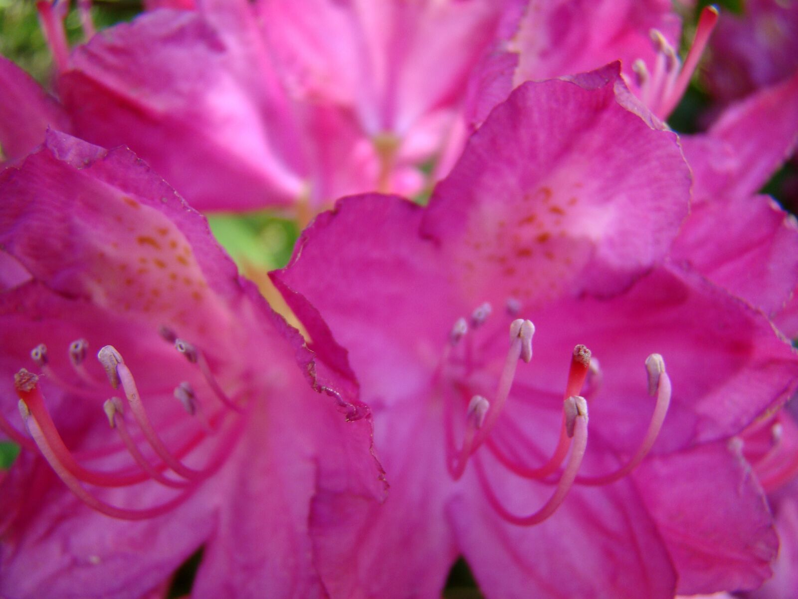 Sony Cyber-shot DSC-H50 sample photo. Flower, pink flower, plant photography