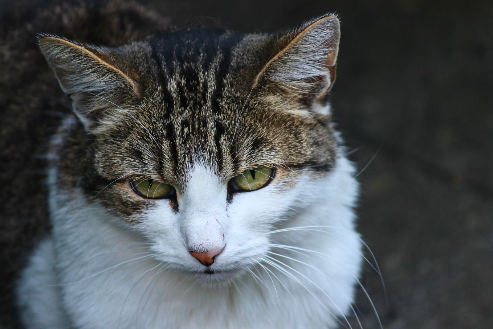 Canon EOS 1100D (EOS Rebel T3 / EOS Kiss X50) sample photo. Cat, domestic cat, kitten photography