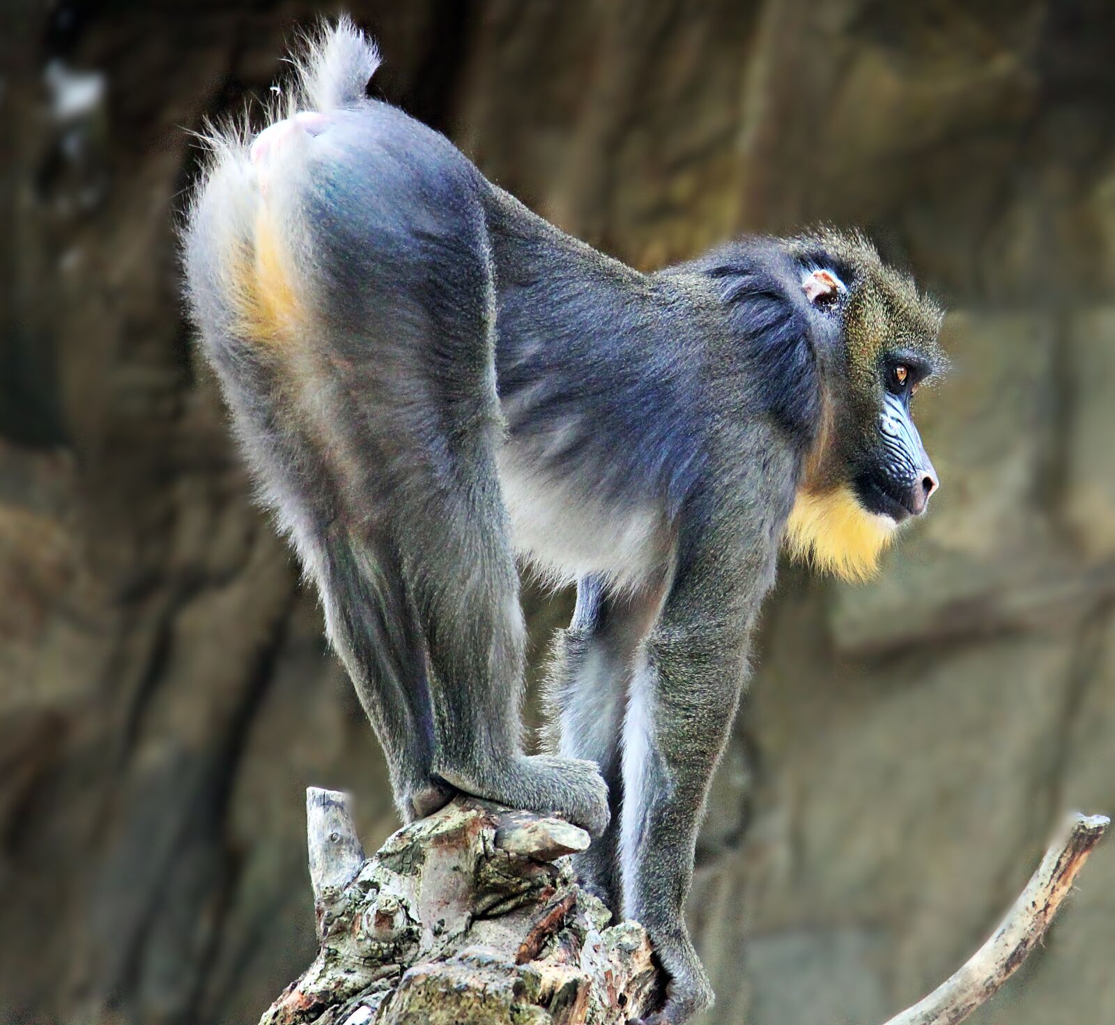 Canon EOS 550D (EOS Rebel T2i / EOS Kiss X4) sample photo. Monkey, zoo, animal world photography