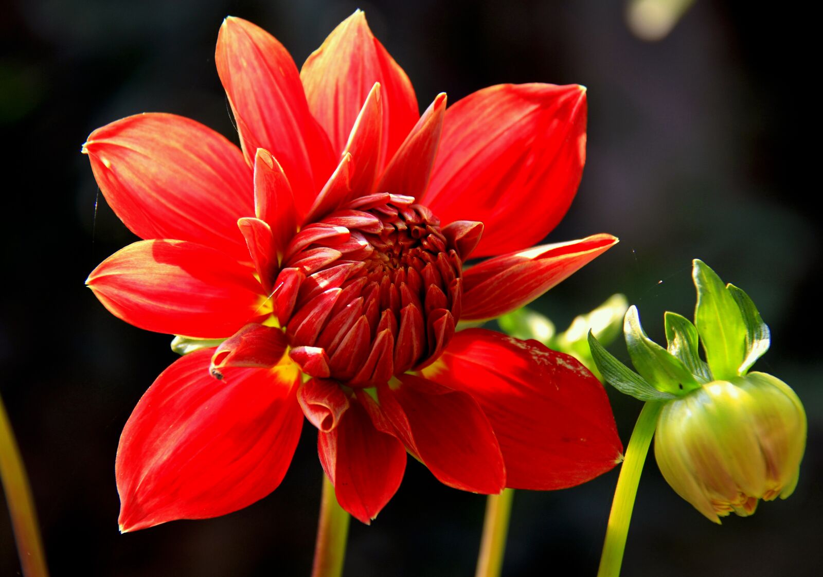 Canon EOS 7D sample photo. Dahlia, bud, flower photography