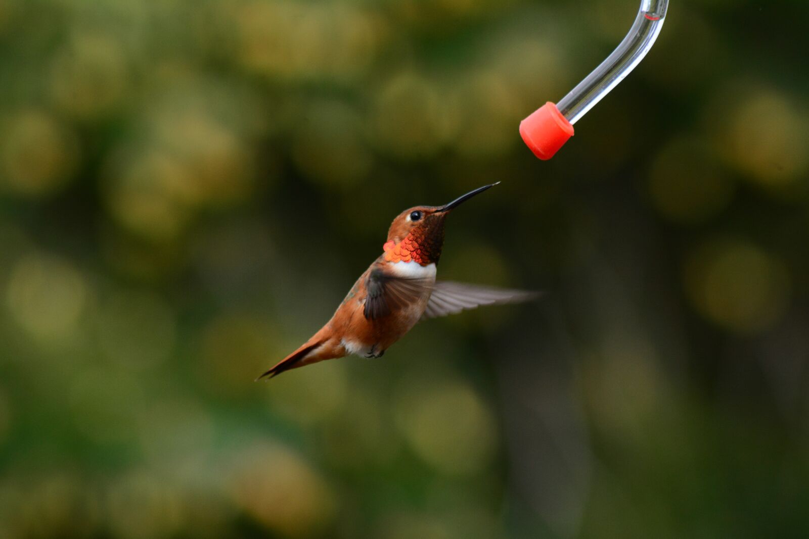 Nikon D7100 sample photo. Male rufous hummingbird, bird photography