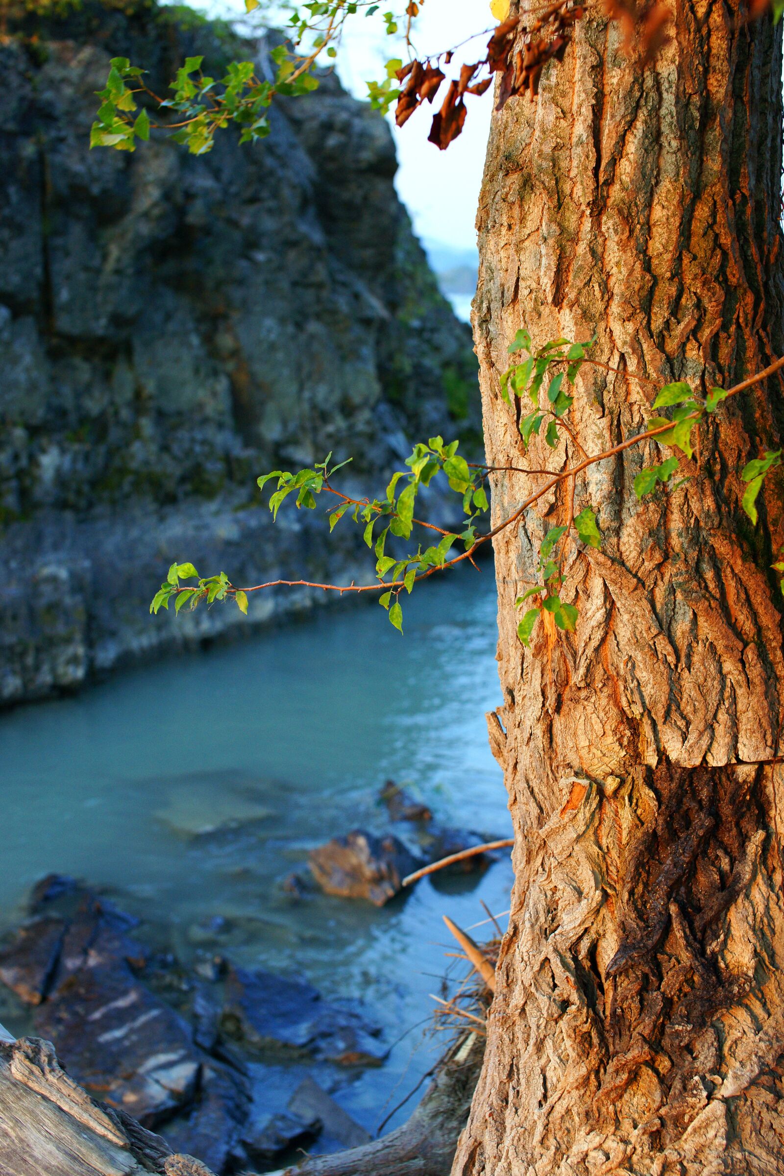 Sony Alpha DSLR-A850 sample photo. Tree, rock, mountain altai photography