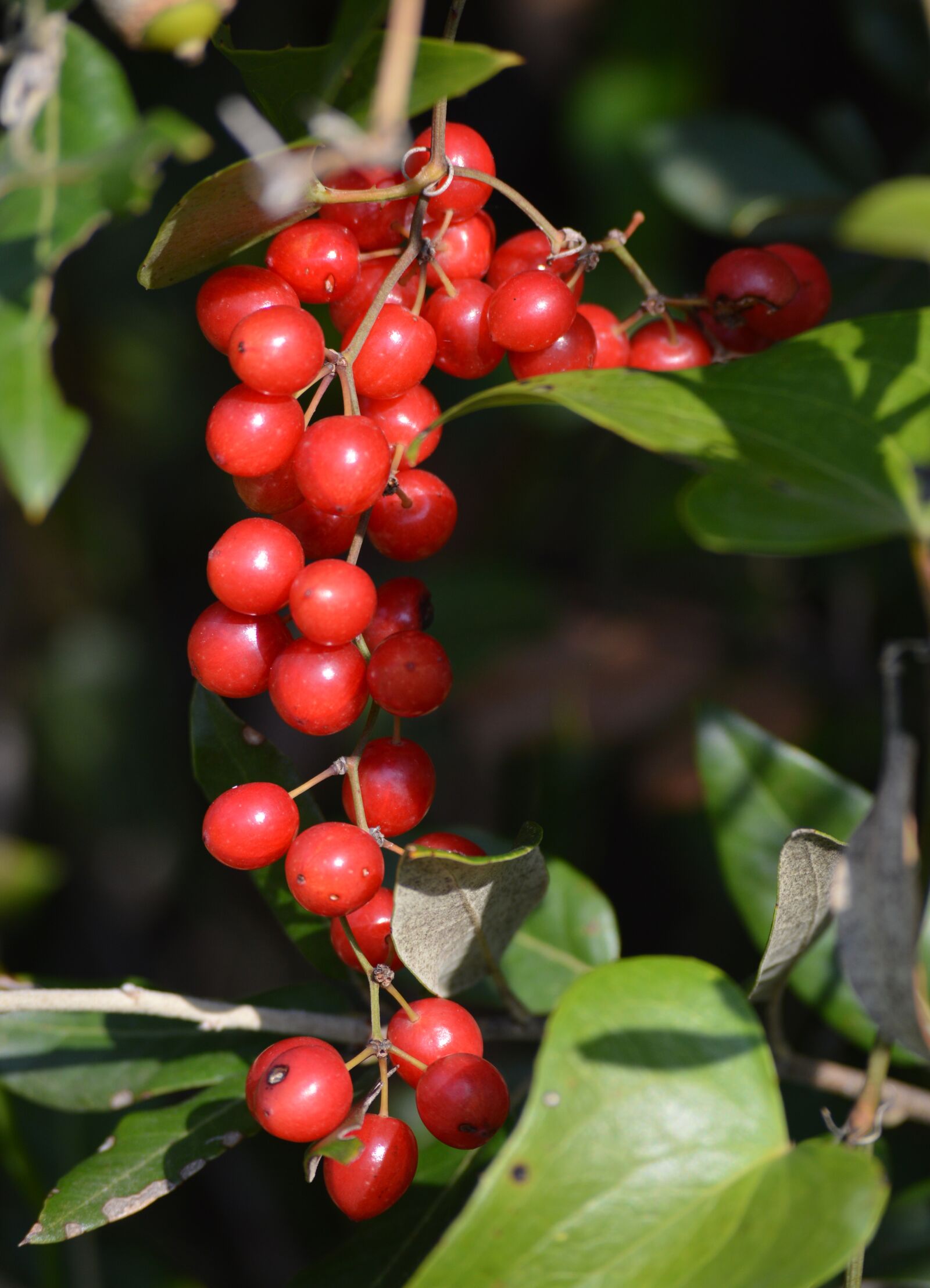 Nikon D3200 sample photo. Nature, green, fruit photography