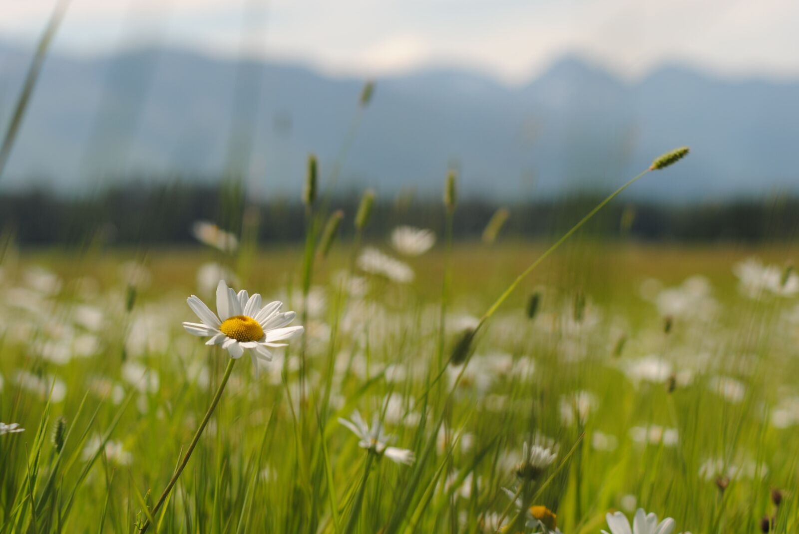Nikon D3000 sample photo. Daisy, mothersday, flower photography