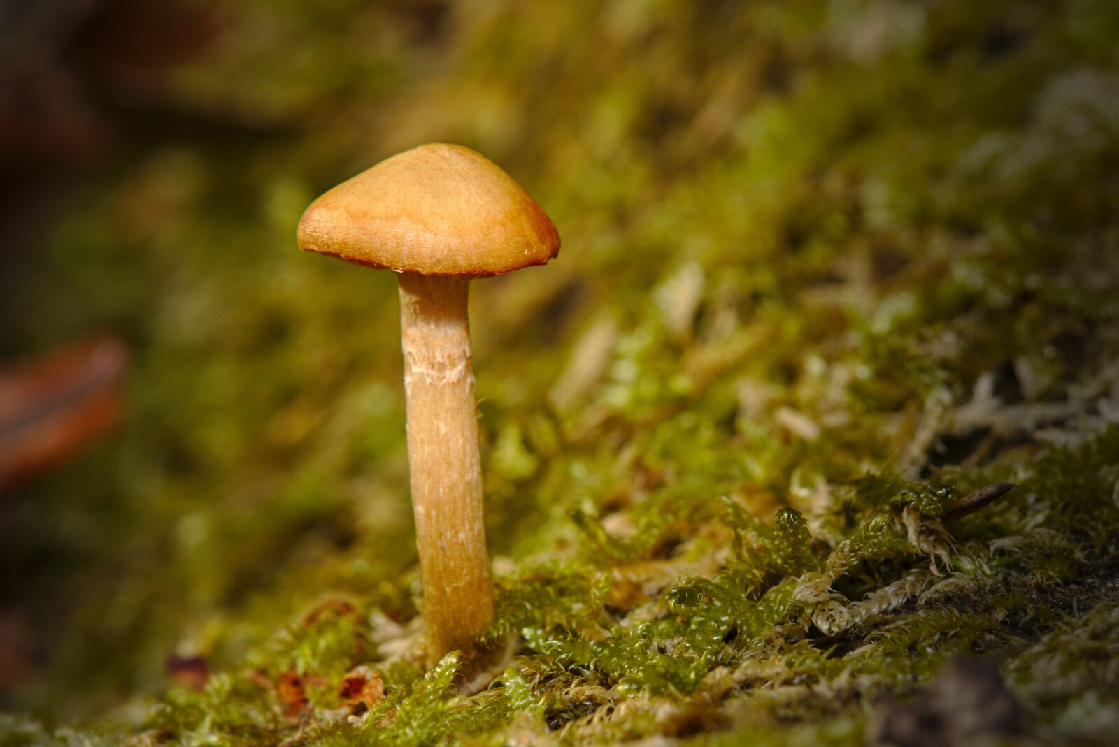 Canon EOS M5 + Canon EF-M 18-150mm F3.5-6.3 IS STM sample photo. Mushroom, autumn, macro photography
