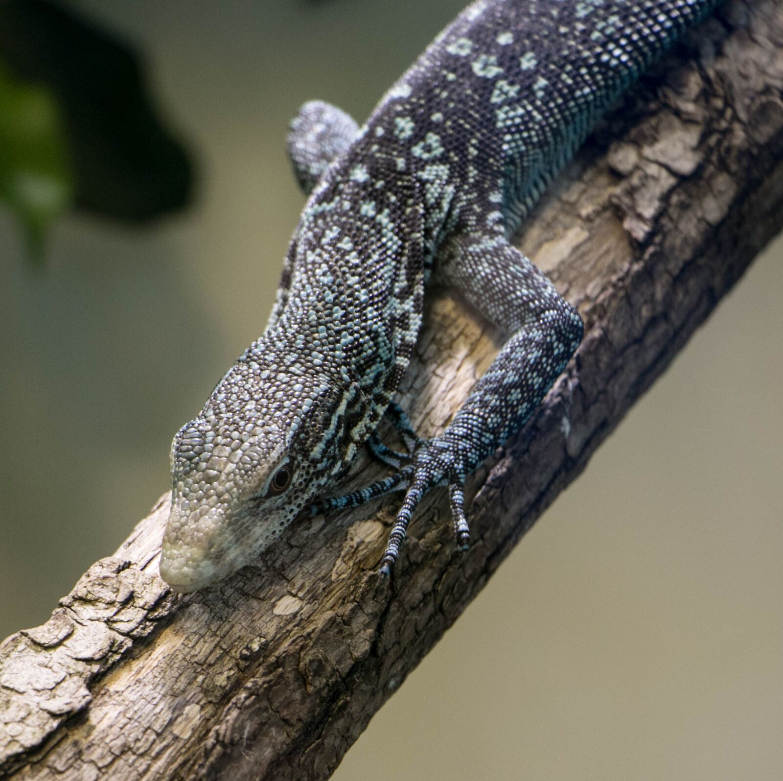 Canon EOS 70D sample photo. Lizard, zoo, zurich photography