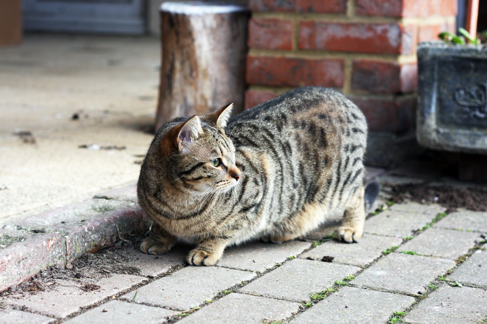 Canon EOS 40D sample photo. Cat, kitten, animal photography