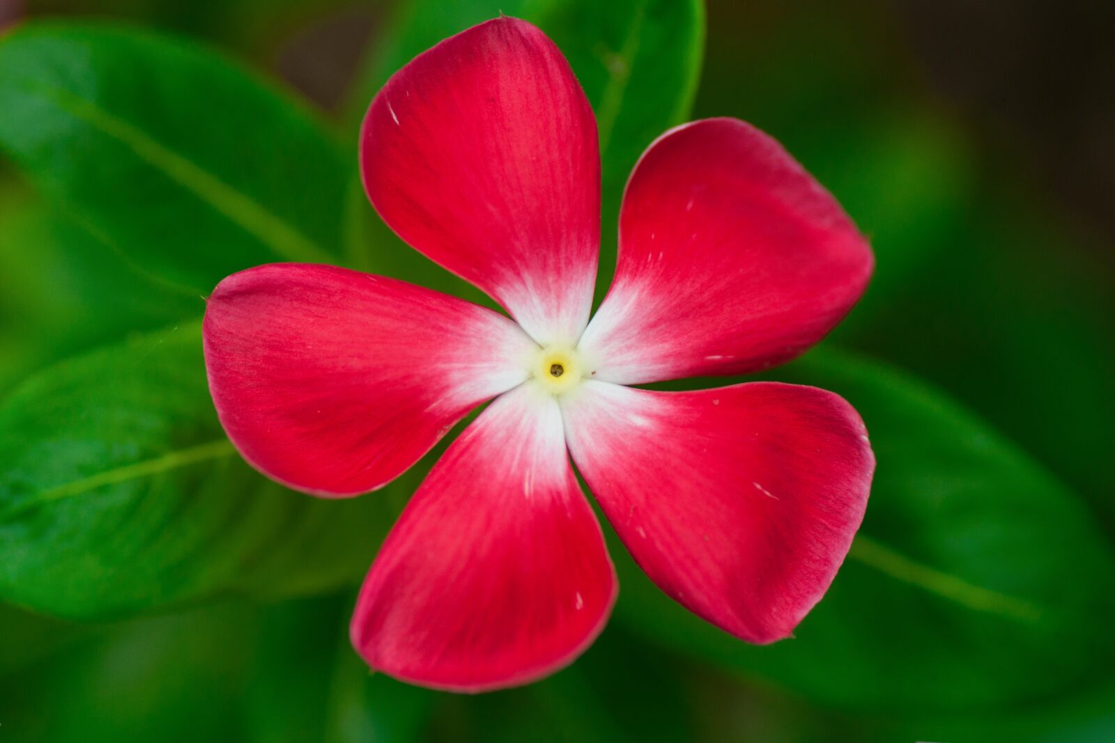 Nikon D90 sample photo. Fower, red, green photography