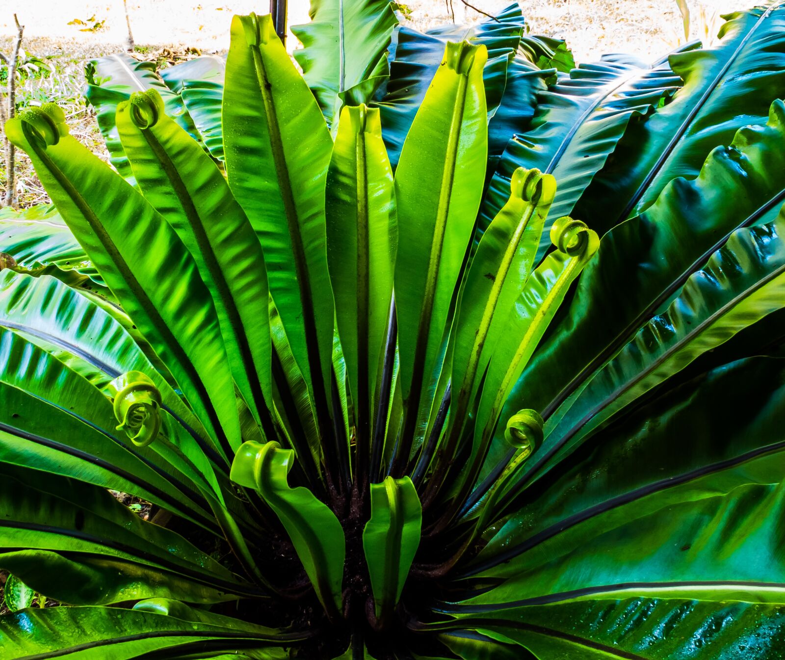 Fujifilm X-S1 sample photo. Fern, leaf fern, green photography