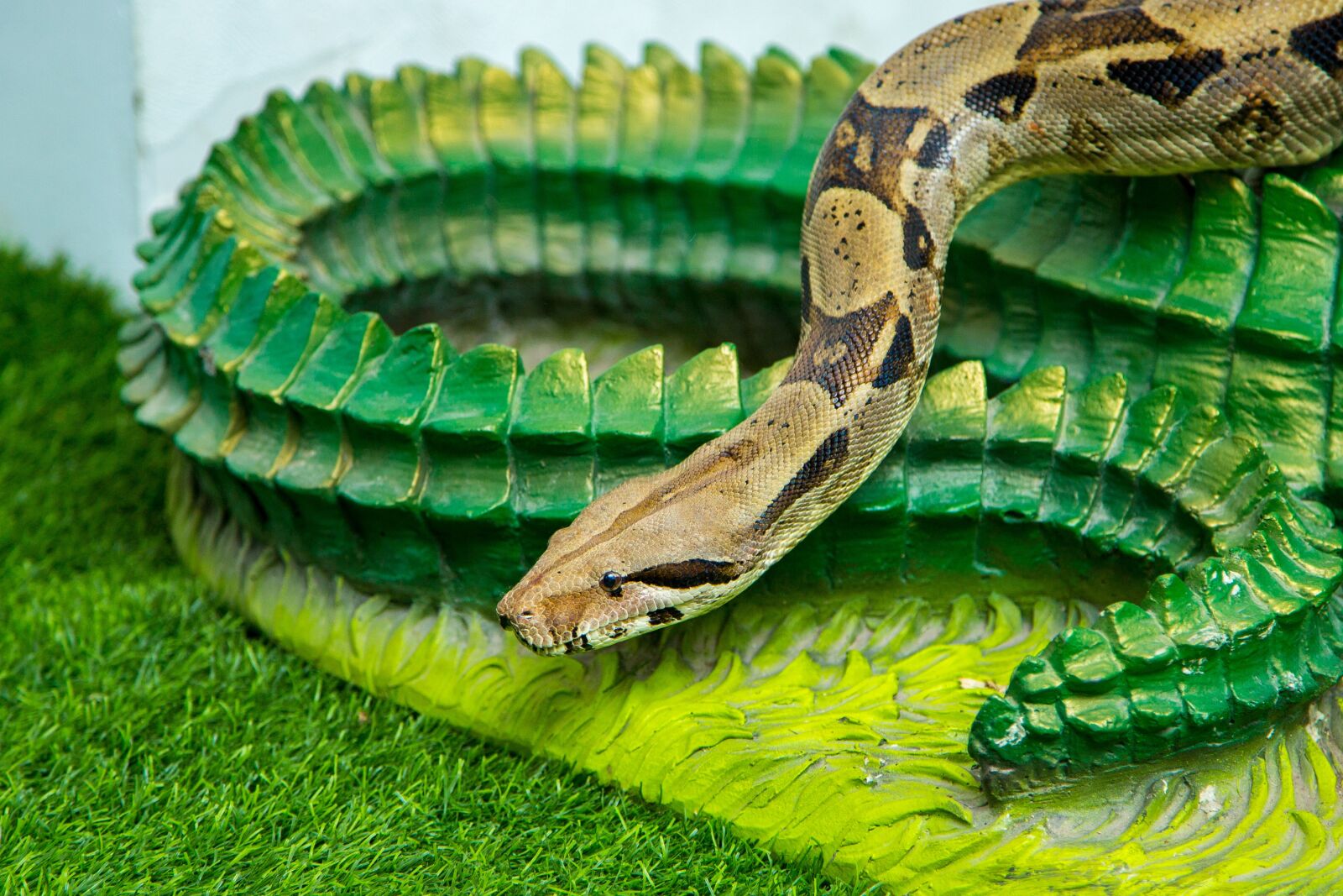 Canon EOS 5D Mark III sample photo. Snake, animal, reptile photography