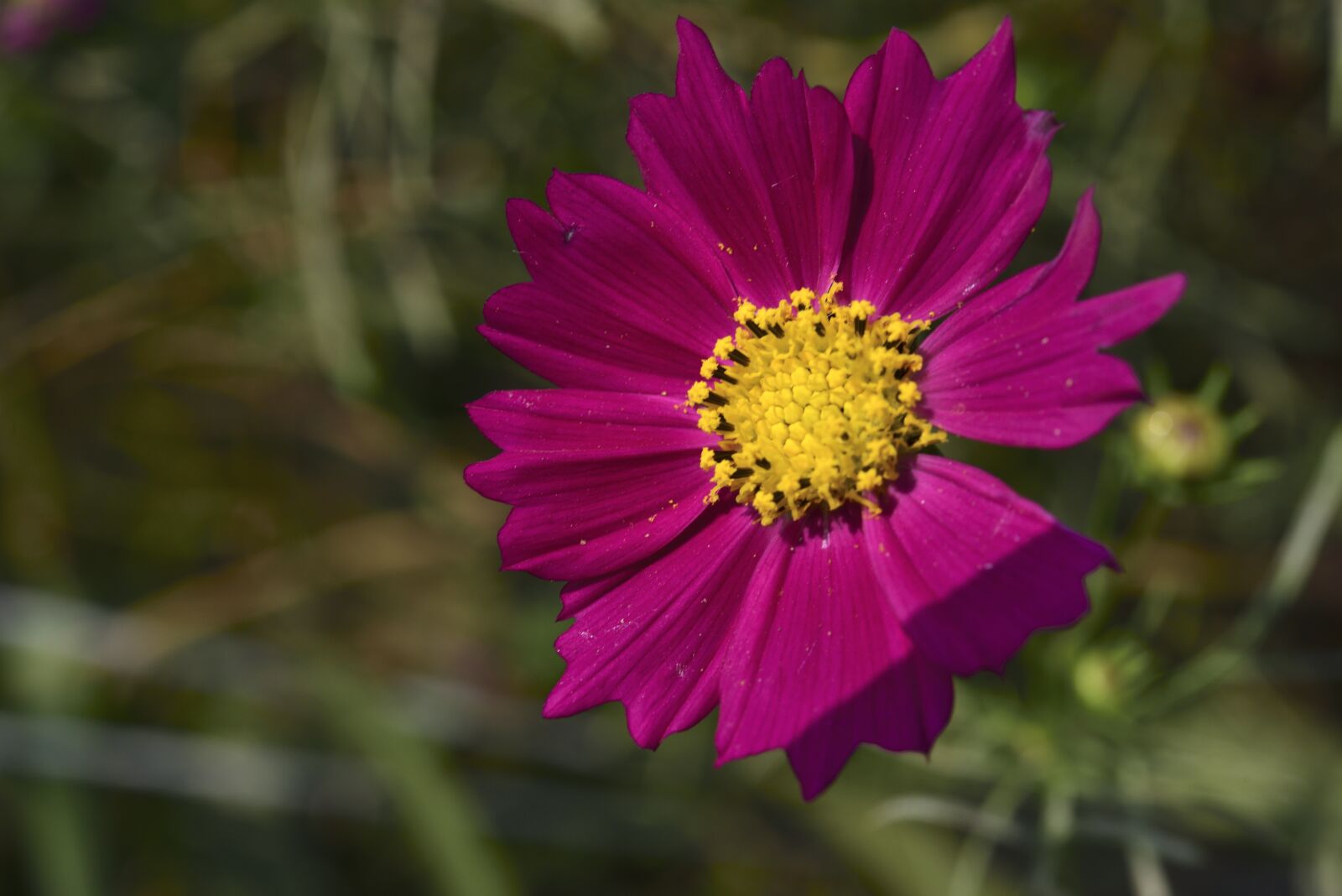 Nikon D750 sample photo. Cosmos factory, flowers, affix photography