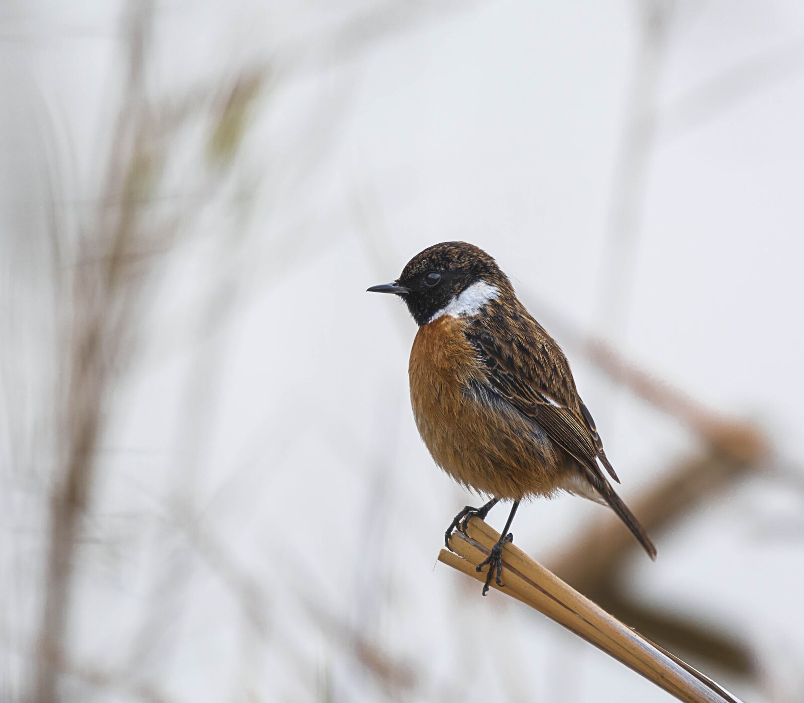 Nikon D7100 sample photo. Birds, bird, animals photography