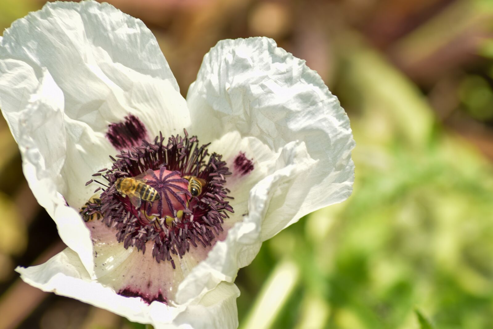 Nikon D5300 sample photo. White flower with bees photography