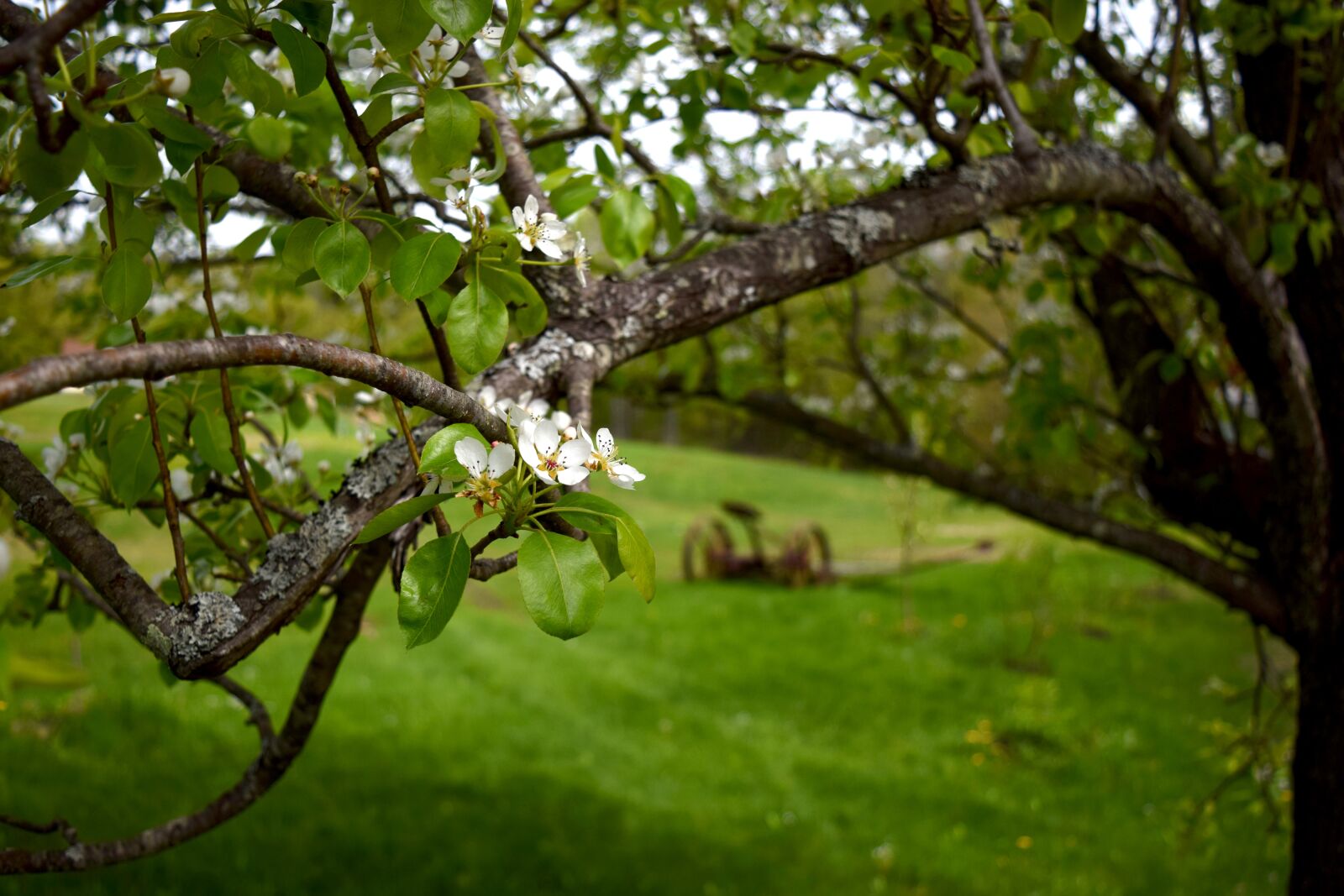 Nikon D5300 sample photo. Fruit tree, blossom, flower photography