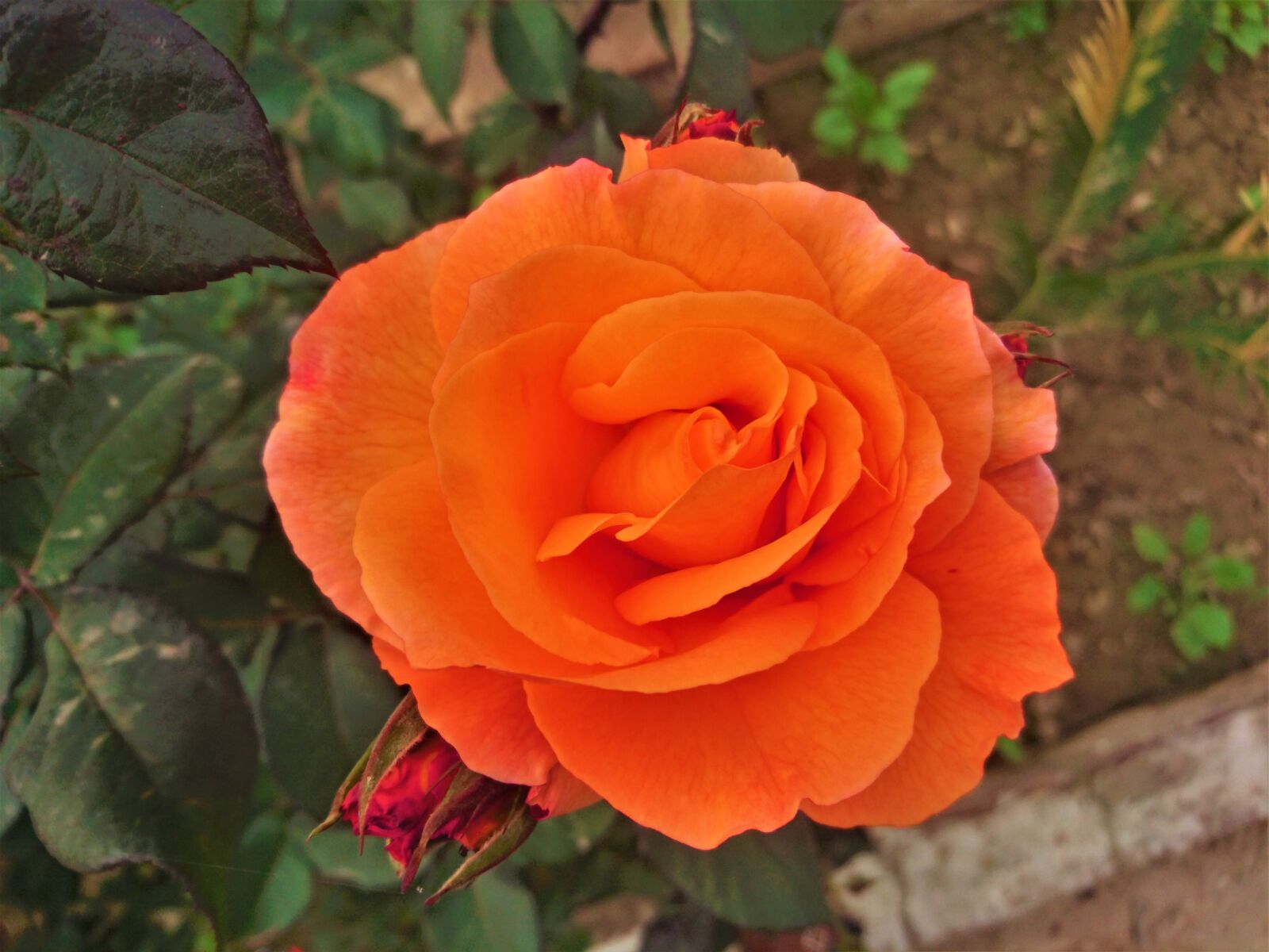 Sony Xperia Z5 sample photo. Orange, nature, blossom photography