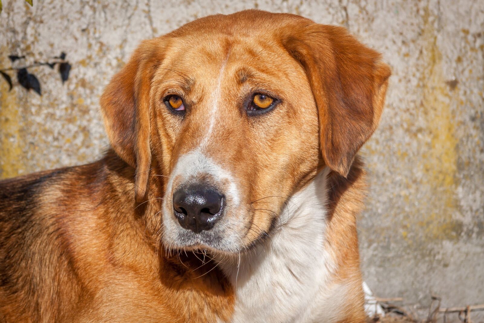 Canon EF-S 17-85mm F4-5.6 IS USM sample photo. Dog, animals, cute photography