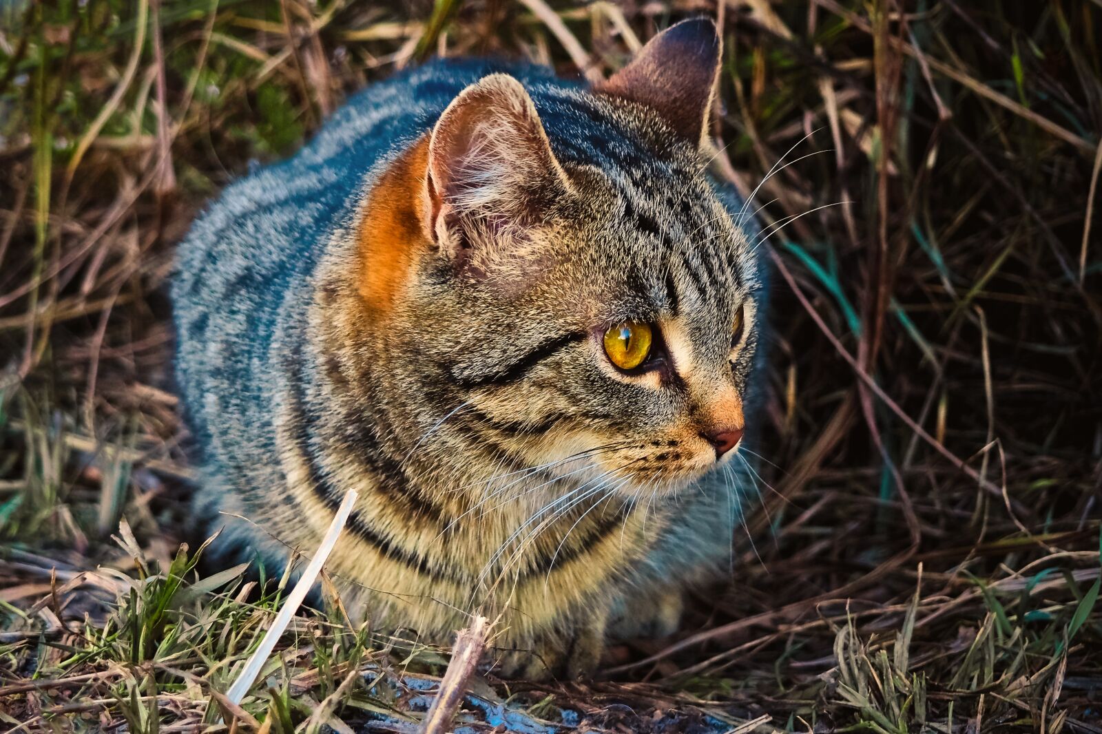 Olympus OM-D E-M10 sample photo. Animal, cat, tiger photography