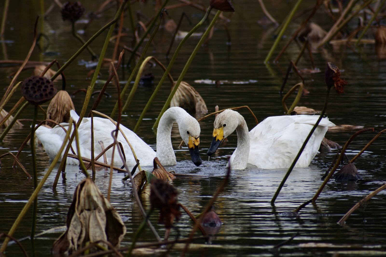 VR 70-300mm f/4.5-6.3G sample photo. Animal, pond, lake photography