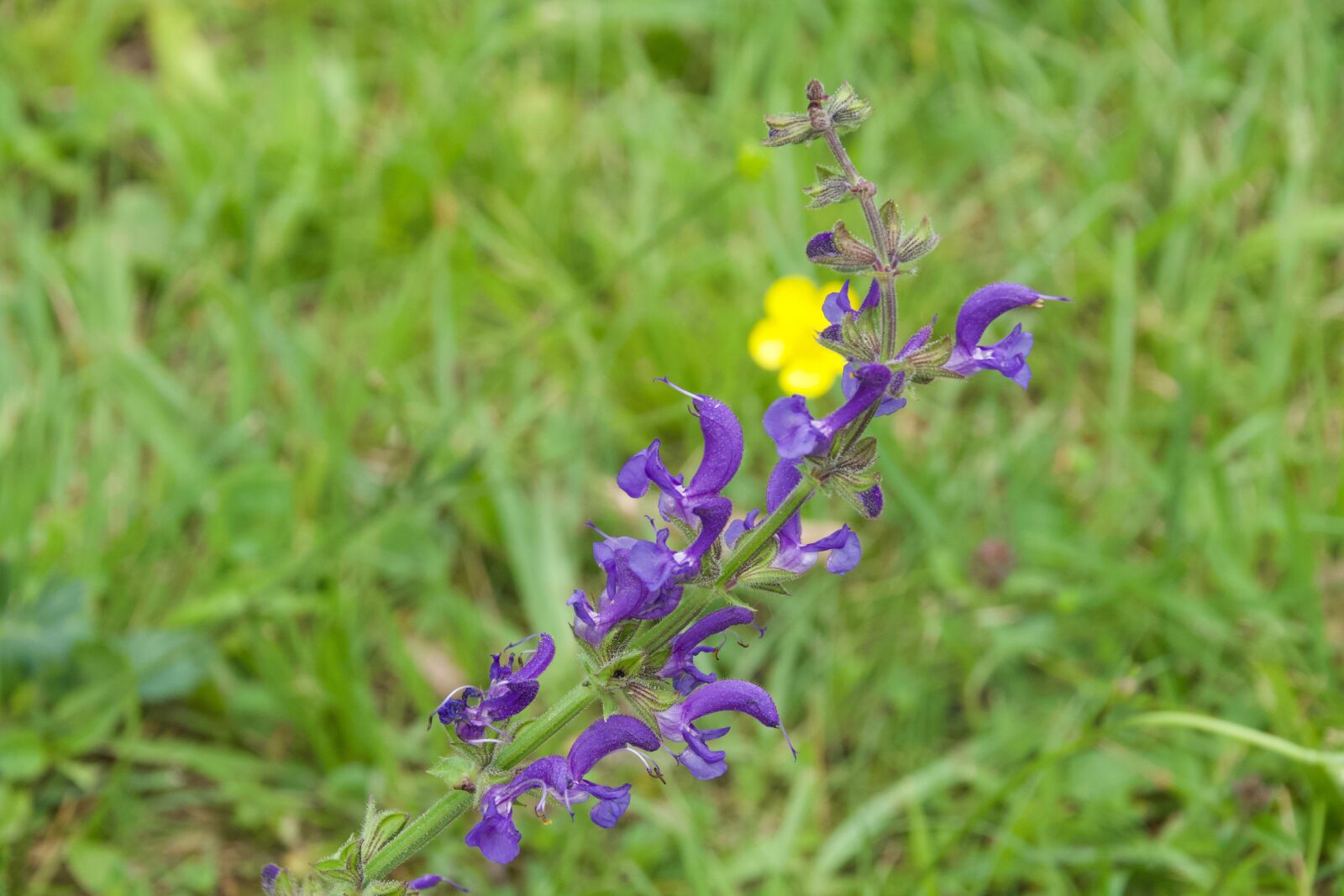 Nikon D7500 sample photo. Purple flower, meadow, summer photography