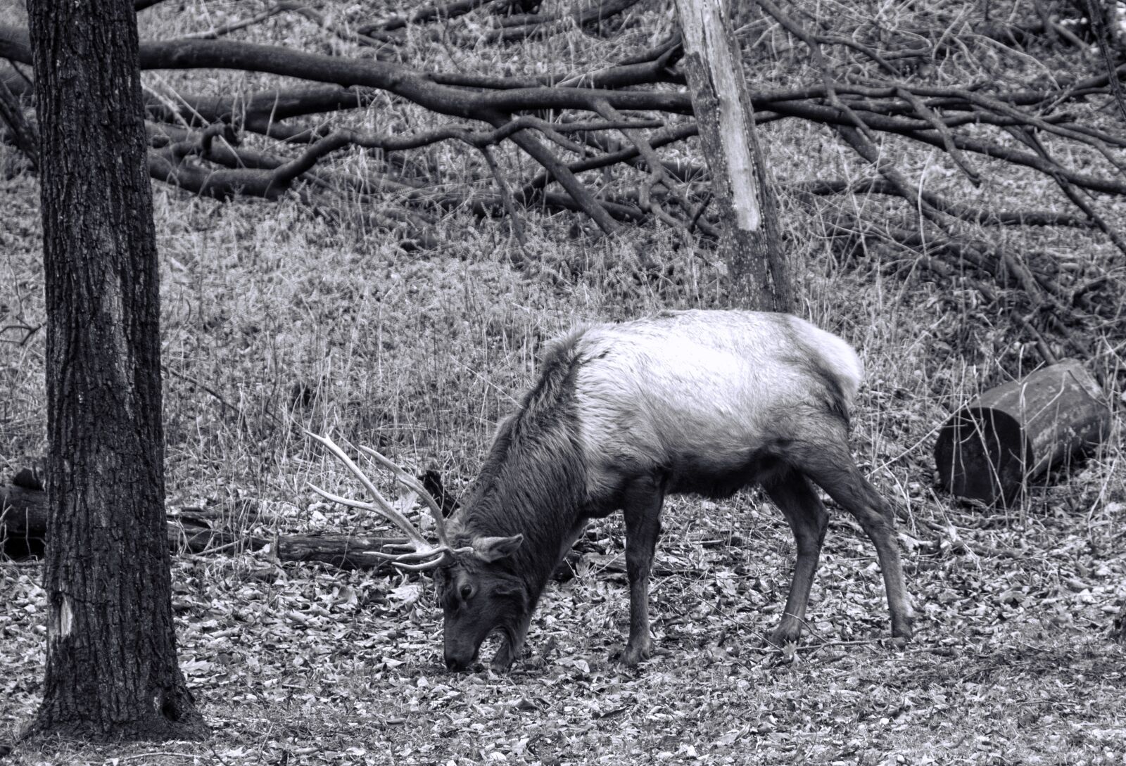 Nikon D850 sample photo. Elk, animal, male photography