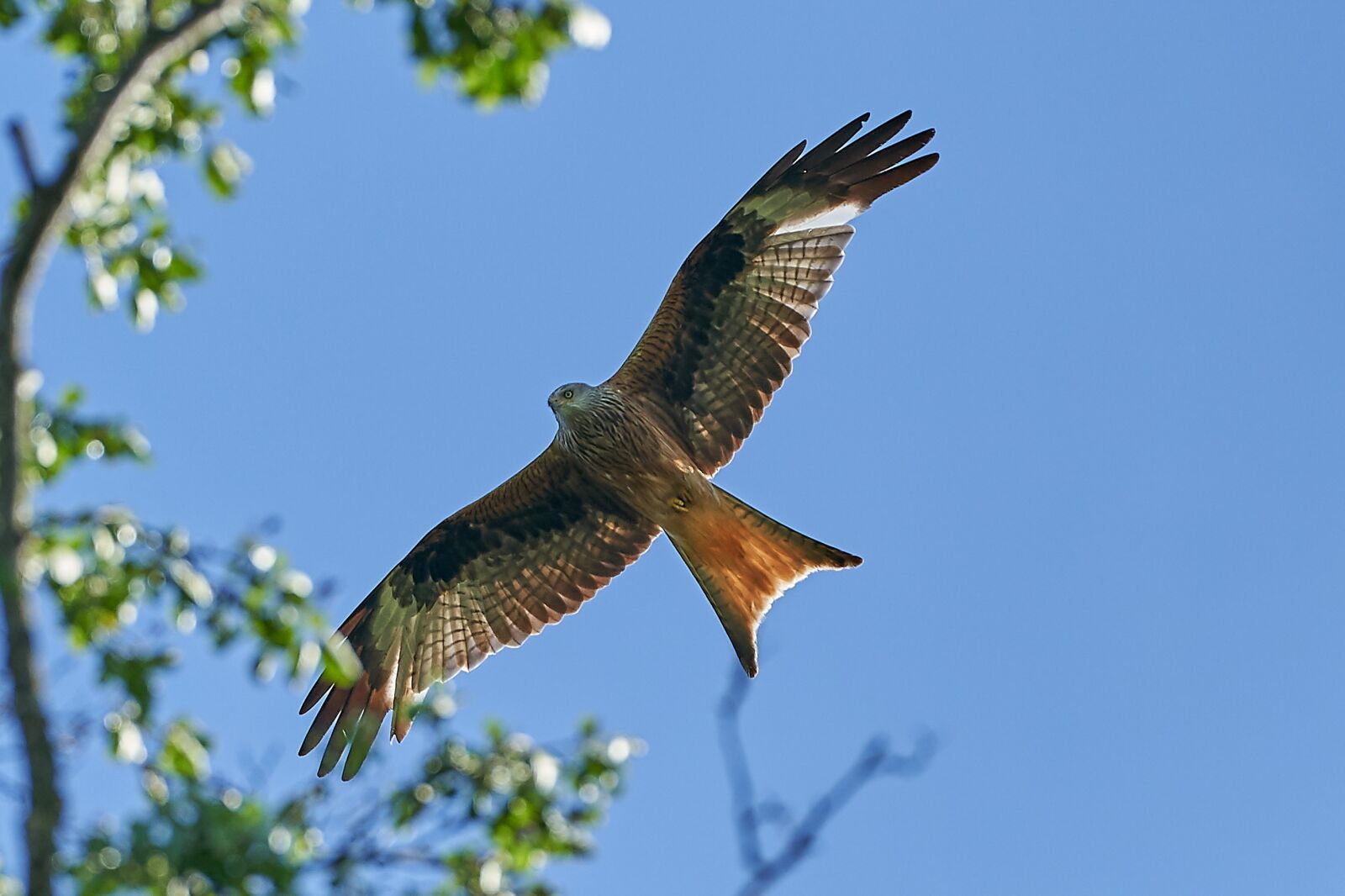 Sony FE 70-200mm F2.8 GM OSS sample photo. Red kite, tree, bird photography