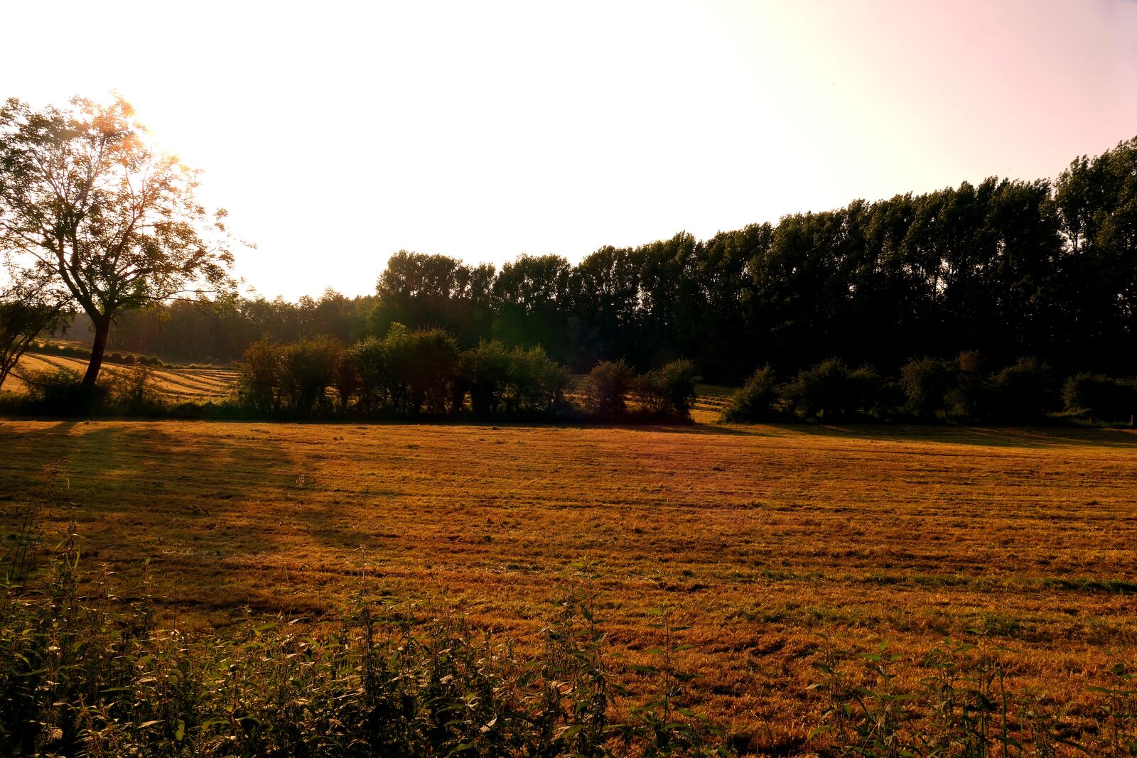 Panasonic Lumix DMC-FZ1000 sample photo. Meadow, landscape, field photography