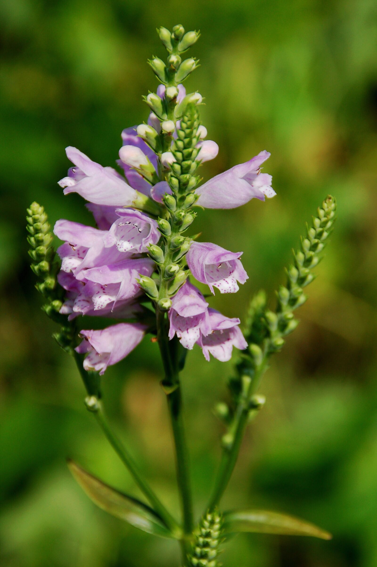Nikon D50 sample photo. Nature, arrow, plant photography