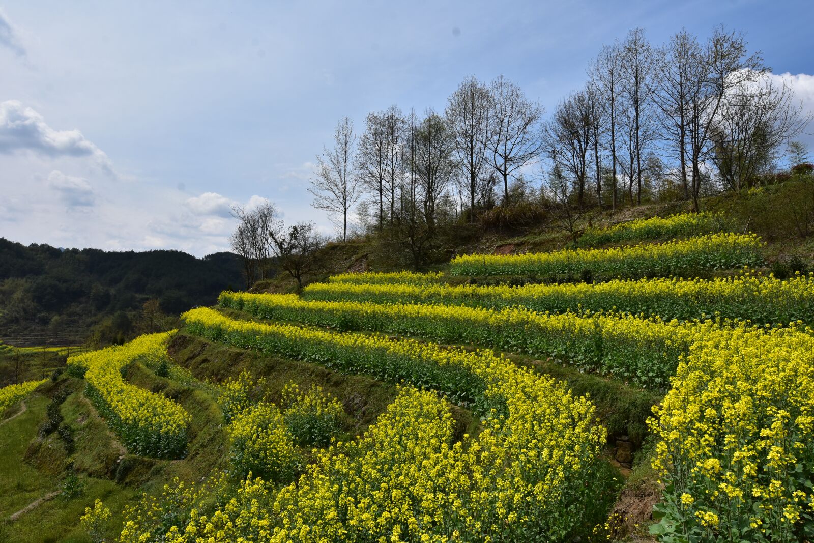 Nikon D7200 sample photo. Rape, jiangnan, terrace photography