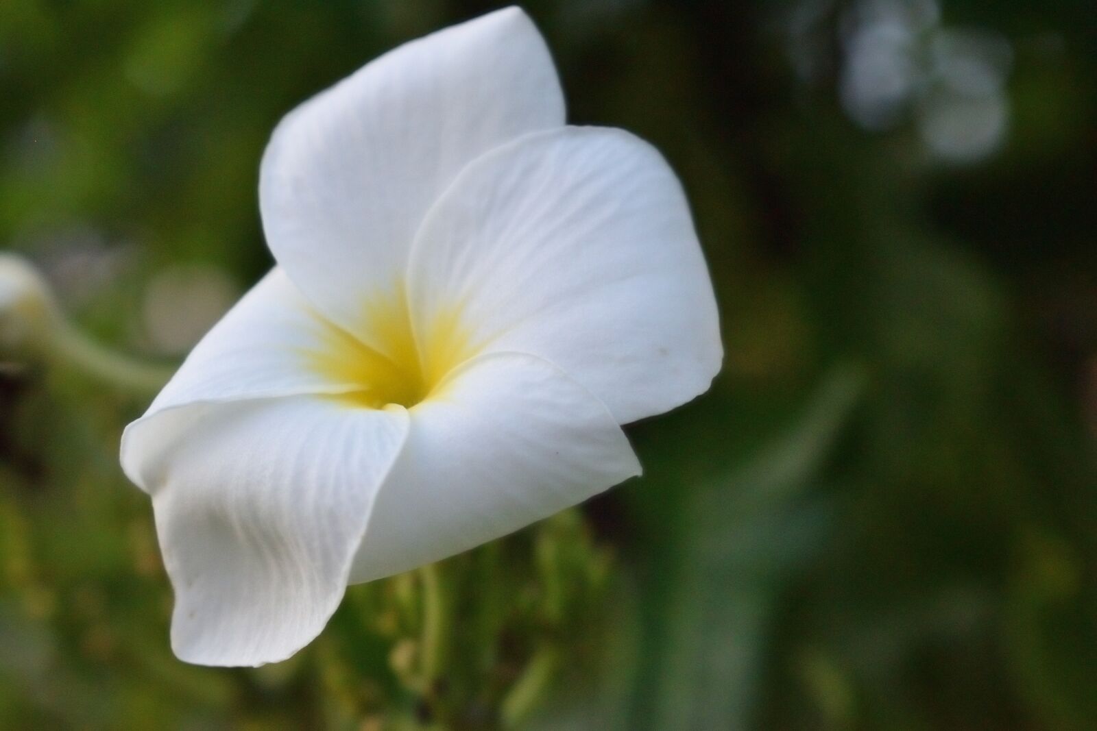 Nikon D5300 sample photo. Flower, petal, nature photography