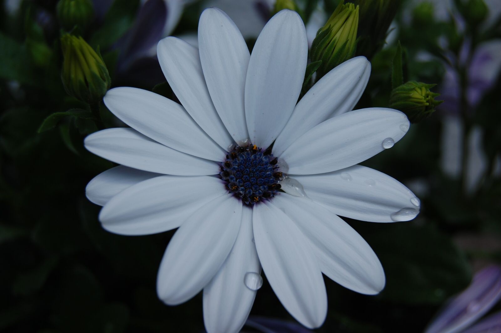 Nikon D40 sample photo. Flower, garden, nature photography