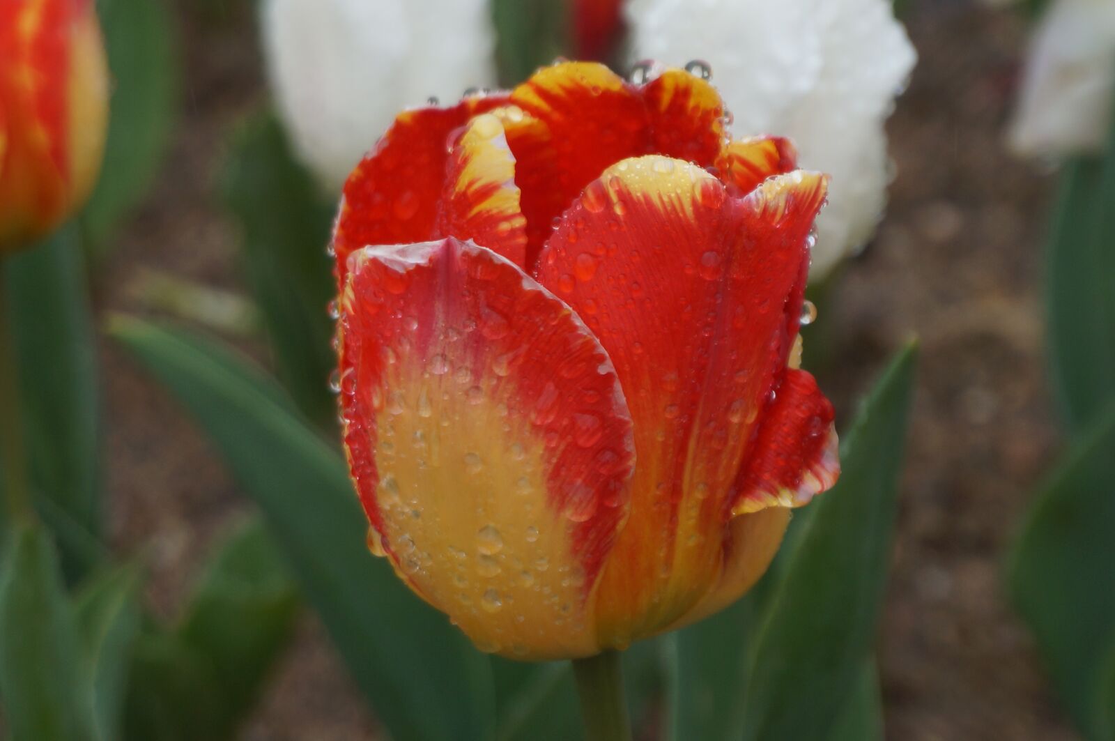 Sony Alpha NEX-3N sample photo. Flower, tulip, spring photography